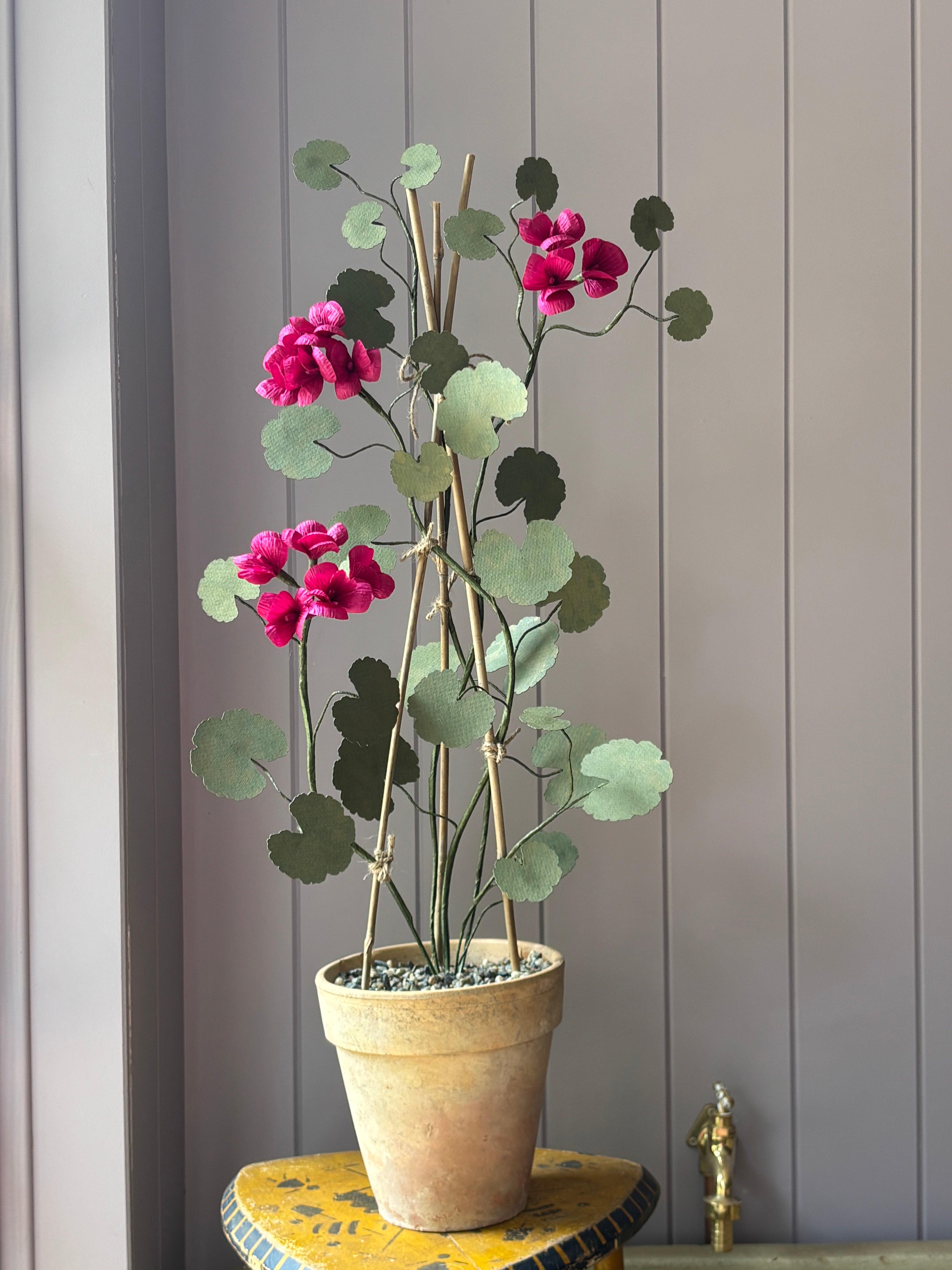 Paper geranium