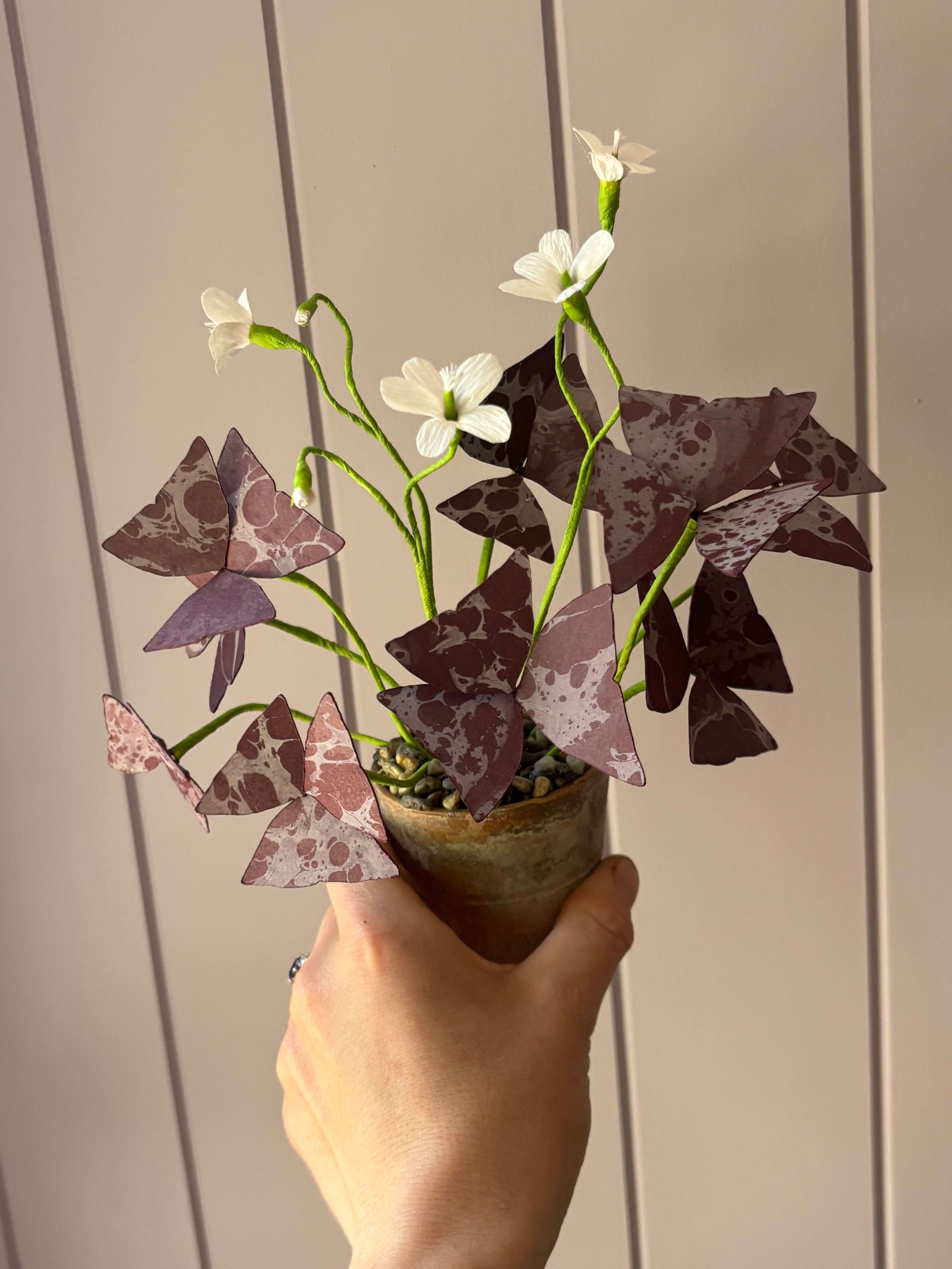 Paper Oxalis mini