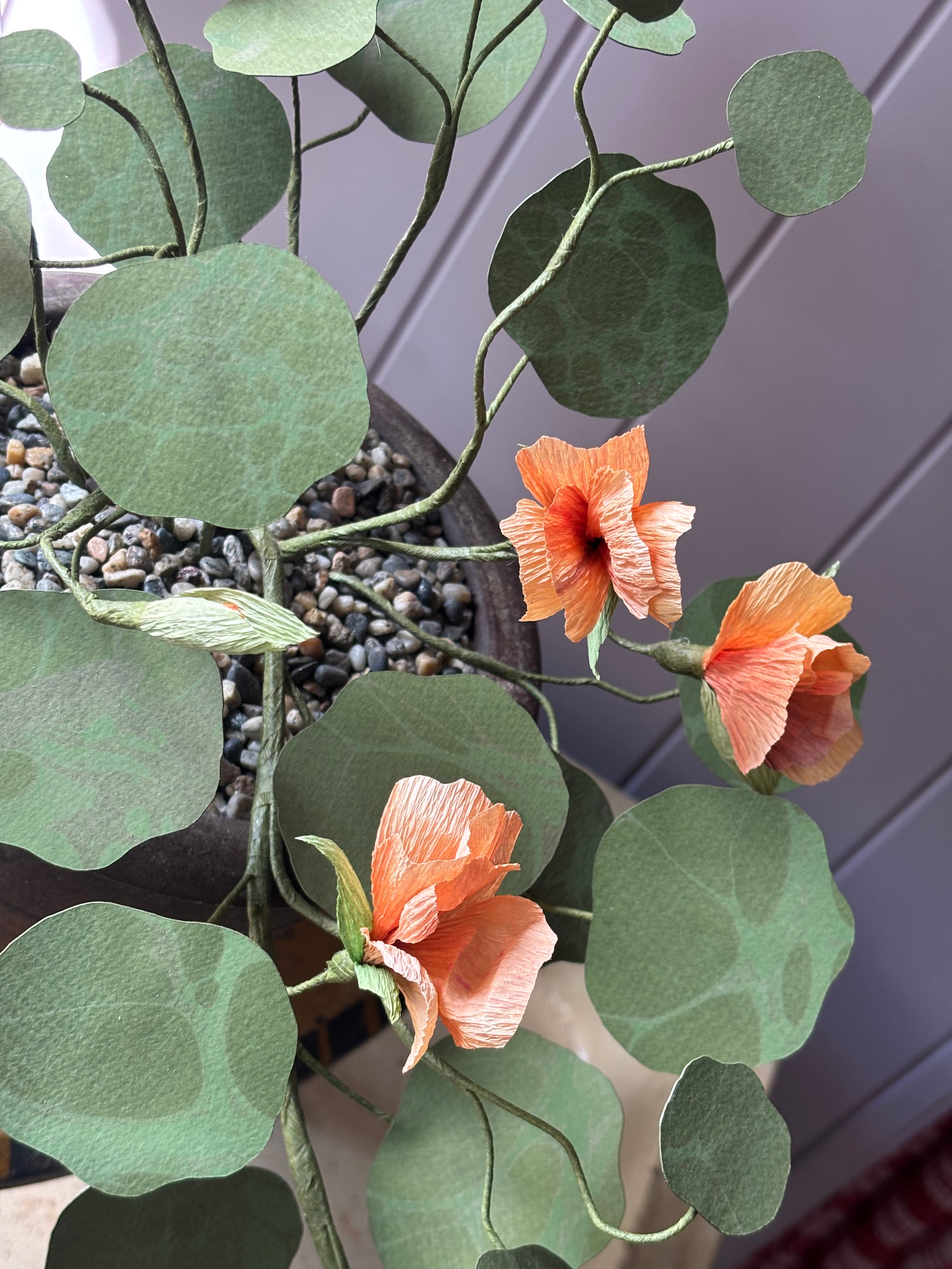 Paper nasturtium