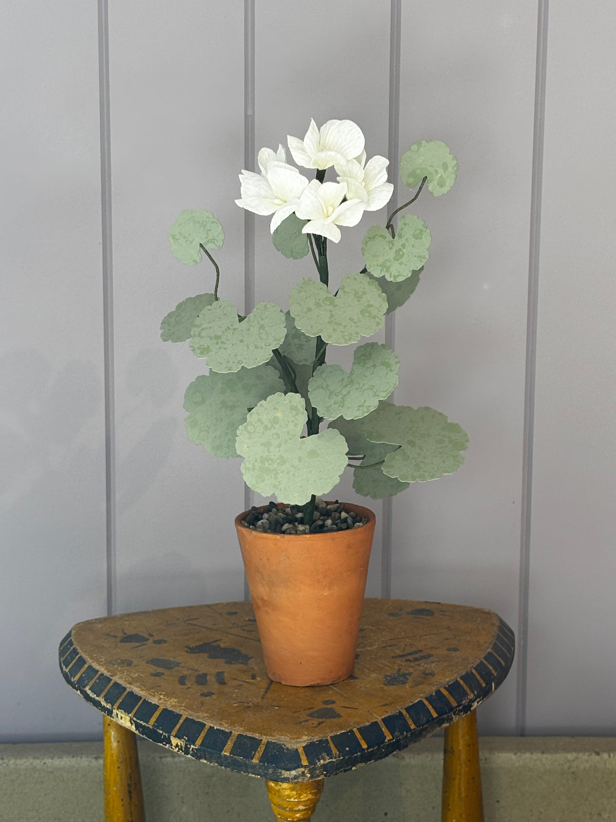 Paper geranium