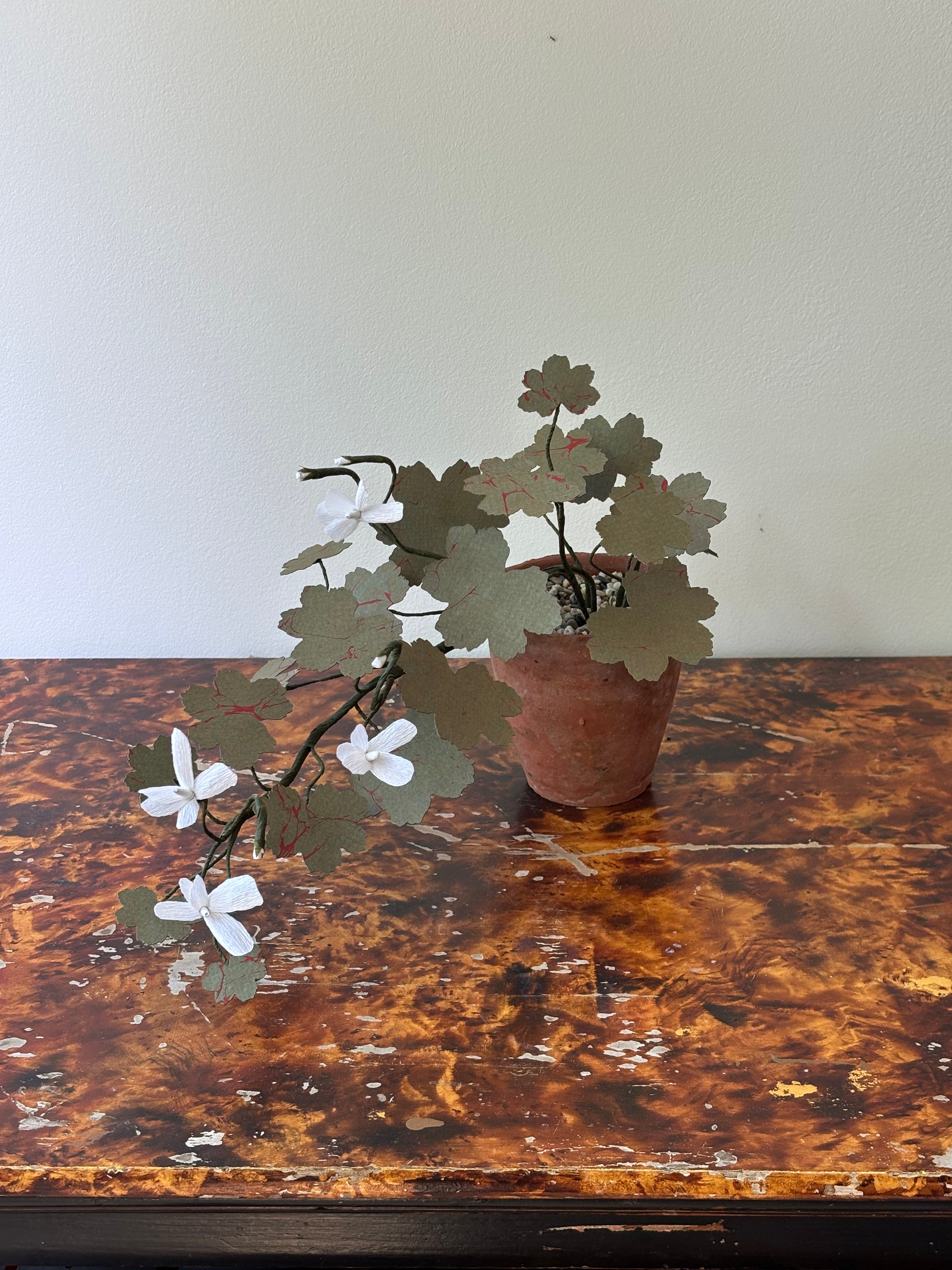 Geranium, trailing