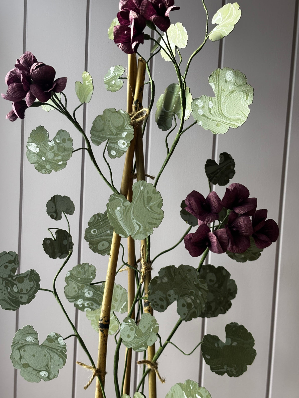 Paper geranium