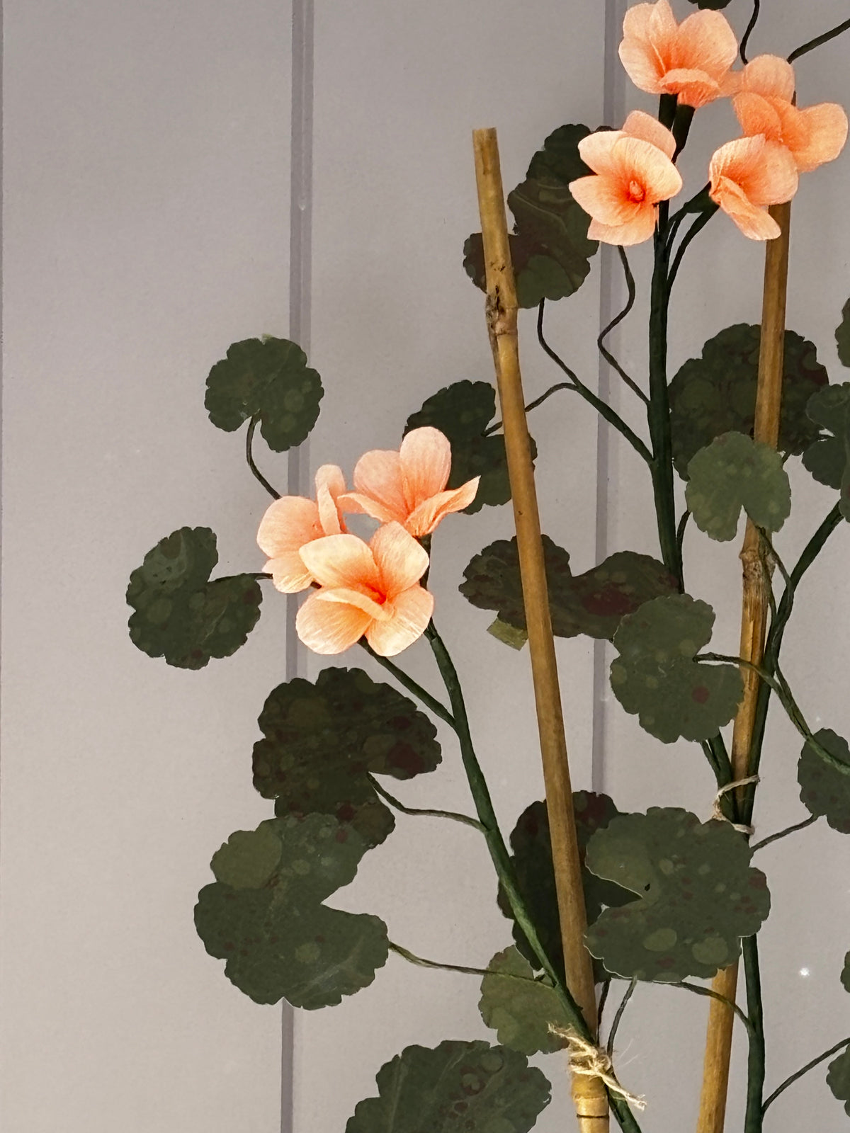 Paper geranium