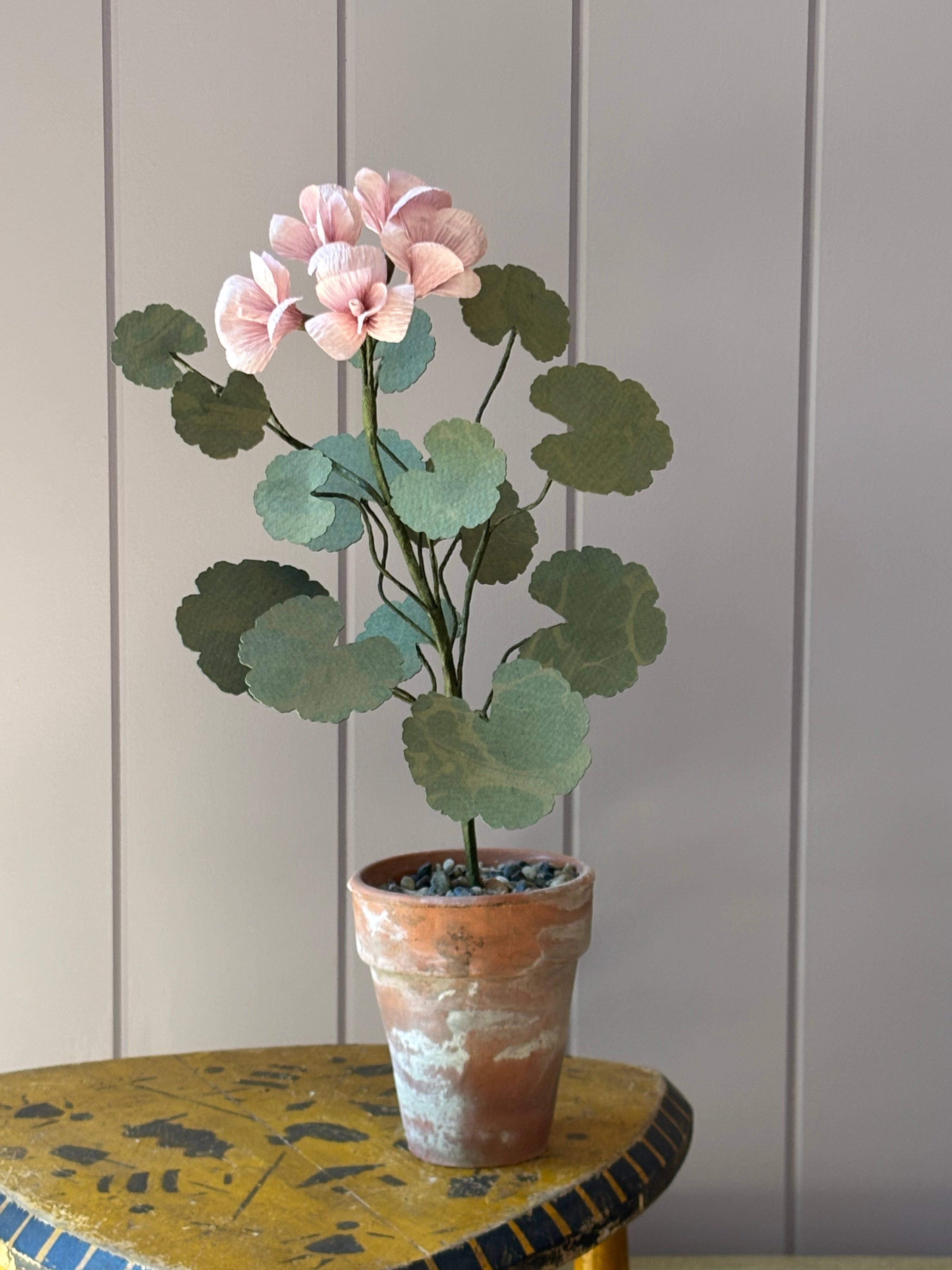 Paper geranium