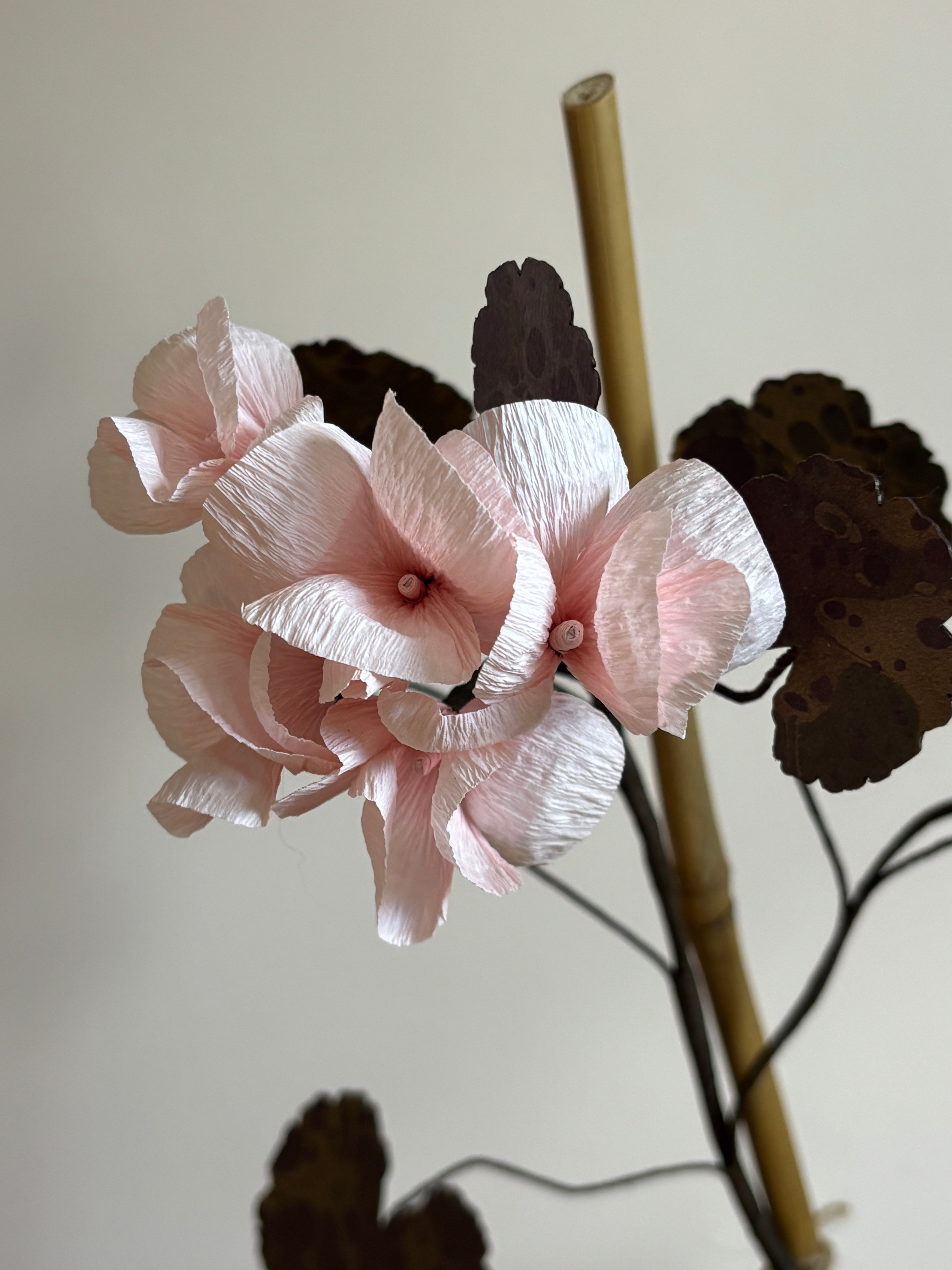 Paper Geranium