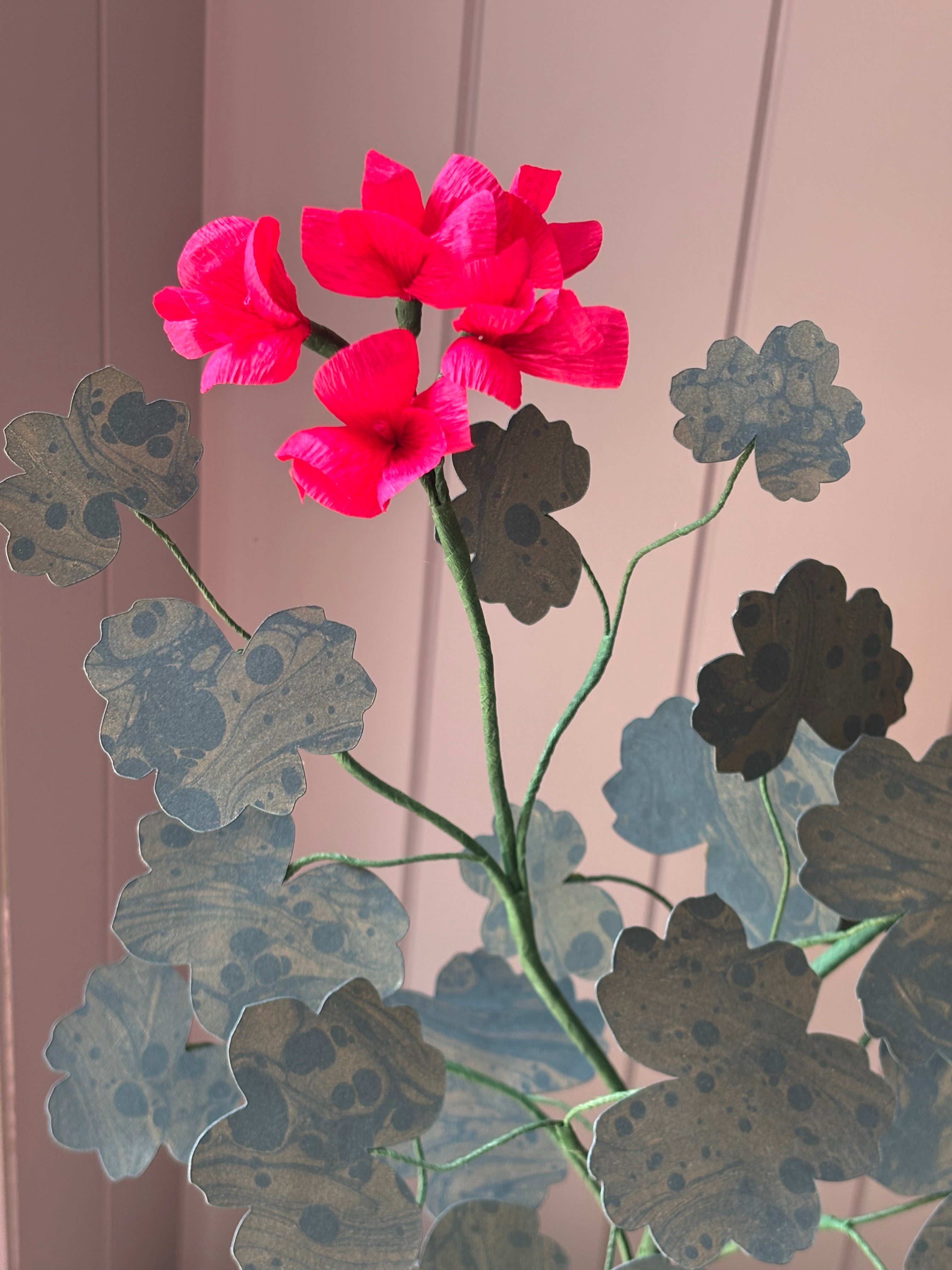 Paper geranium