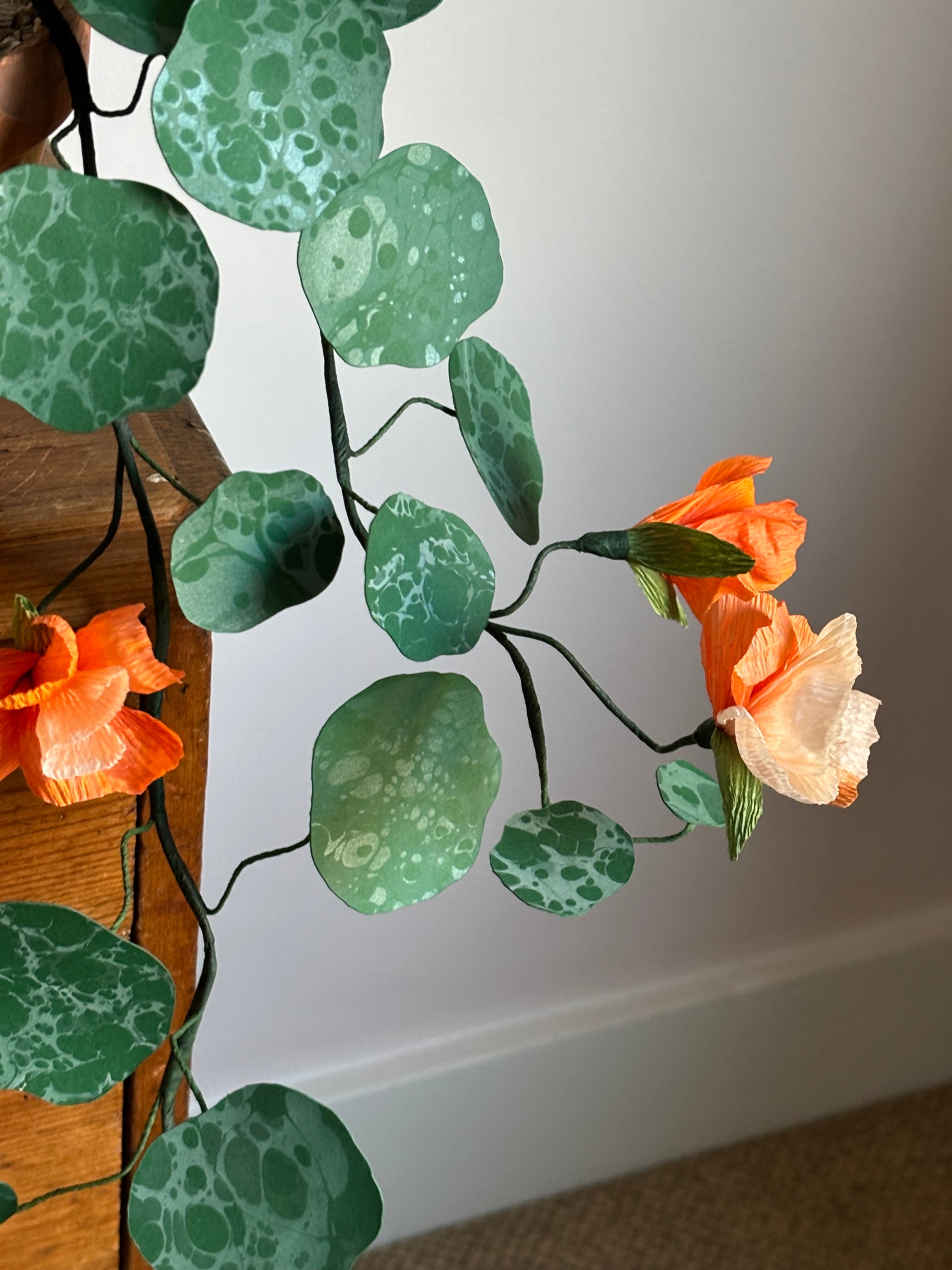Nasturtium, trailing