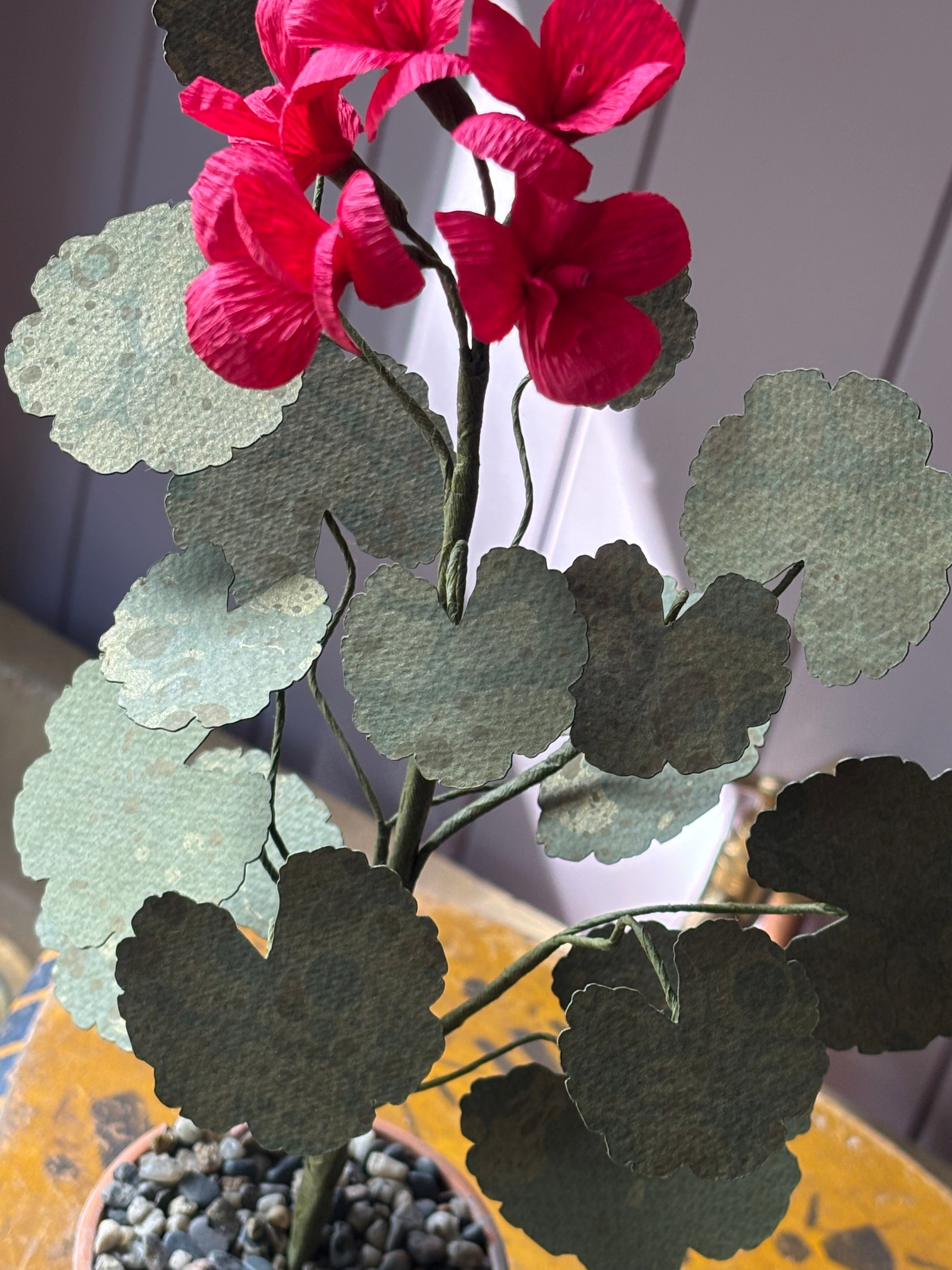 Paper geranium