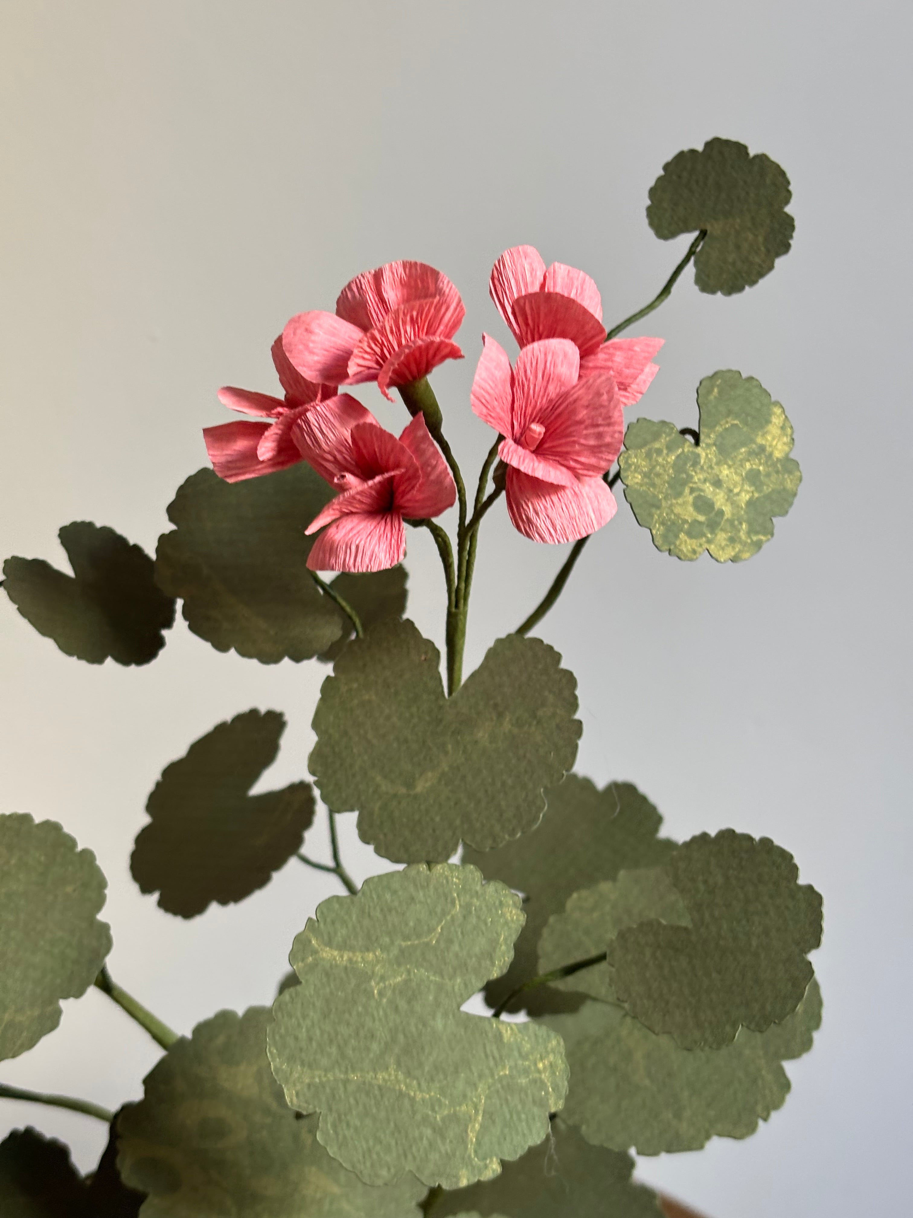 Paper Geranium