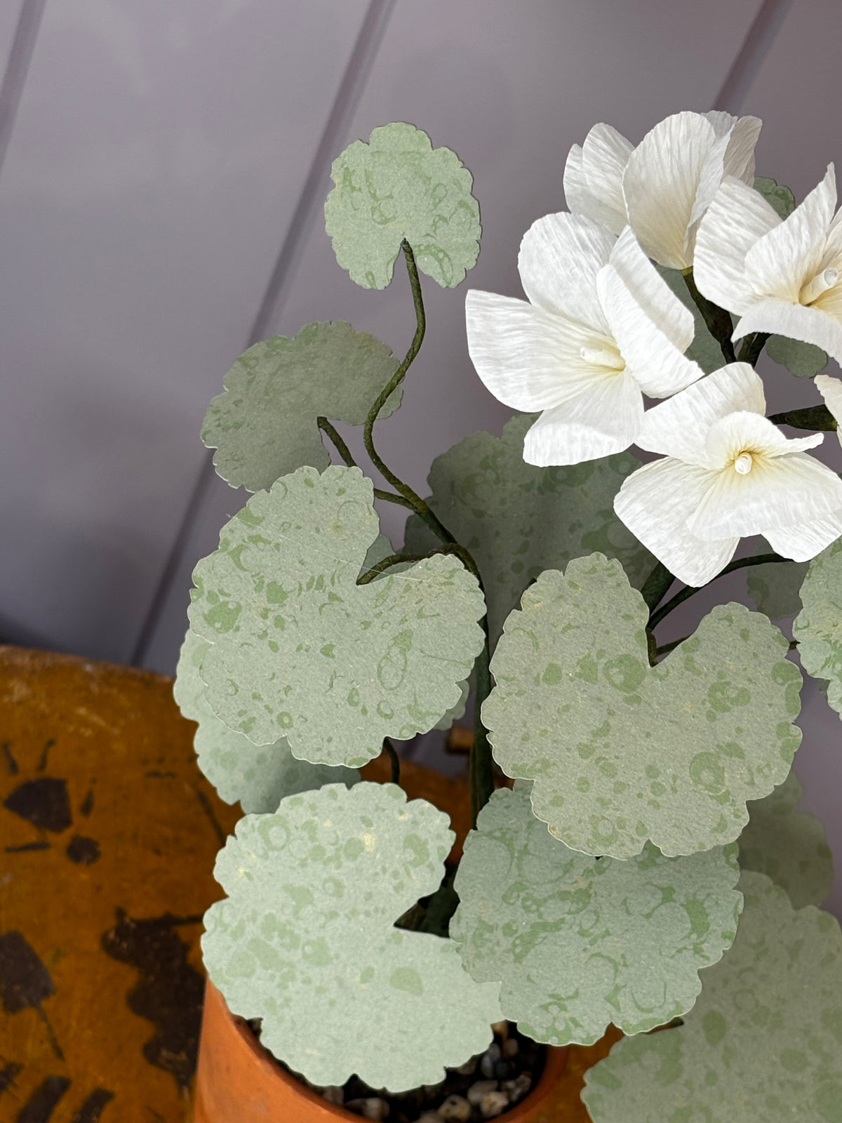 Paper geranium