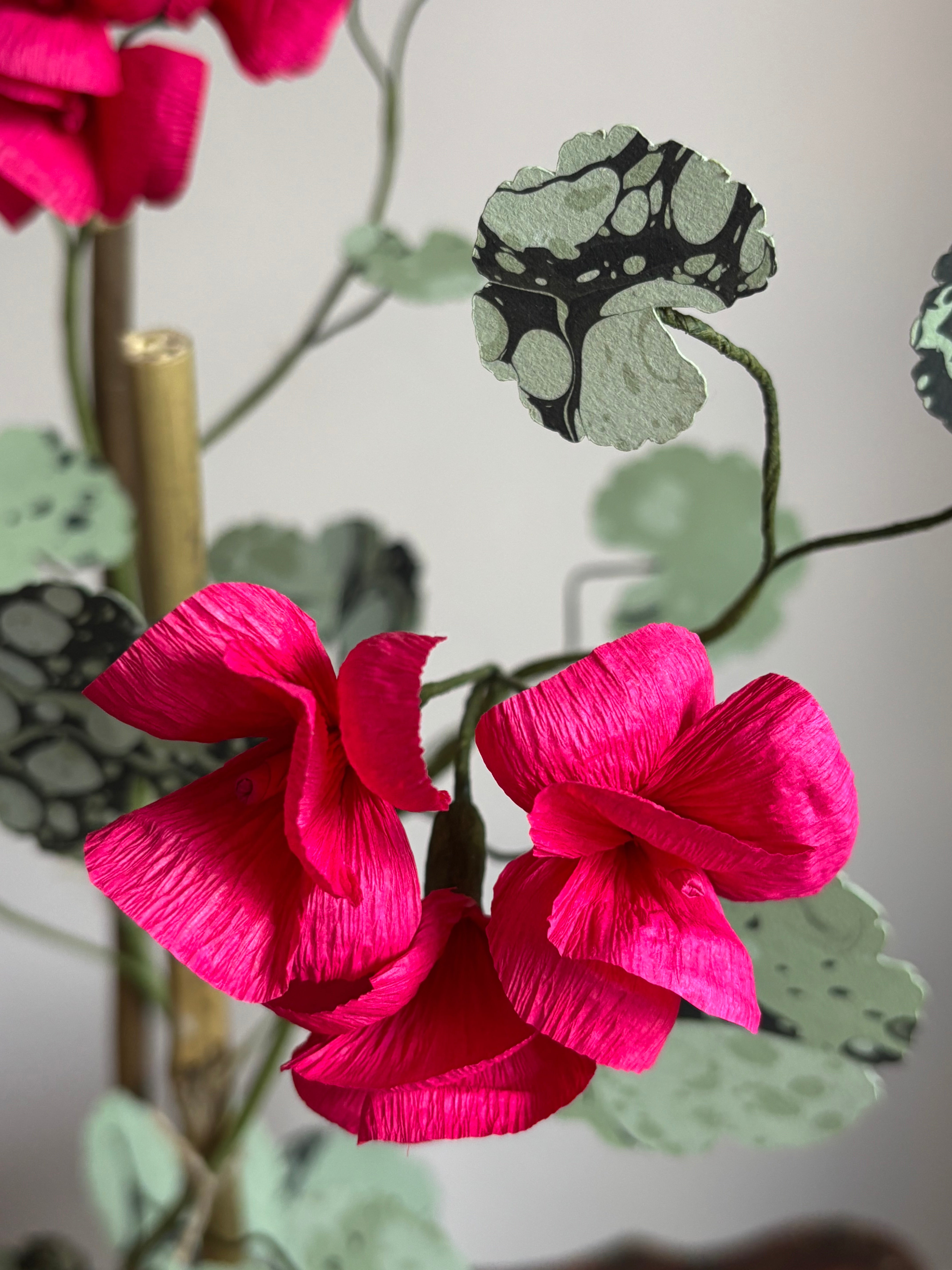 Paper Geranium