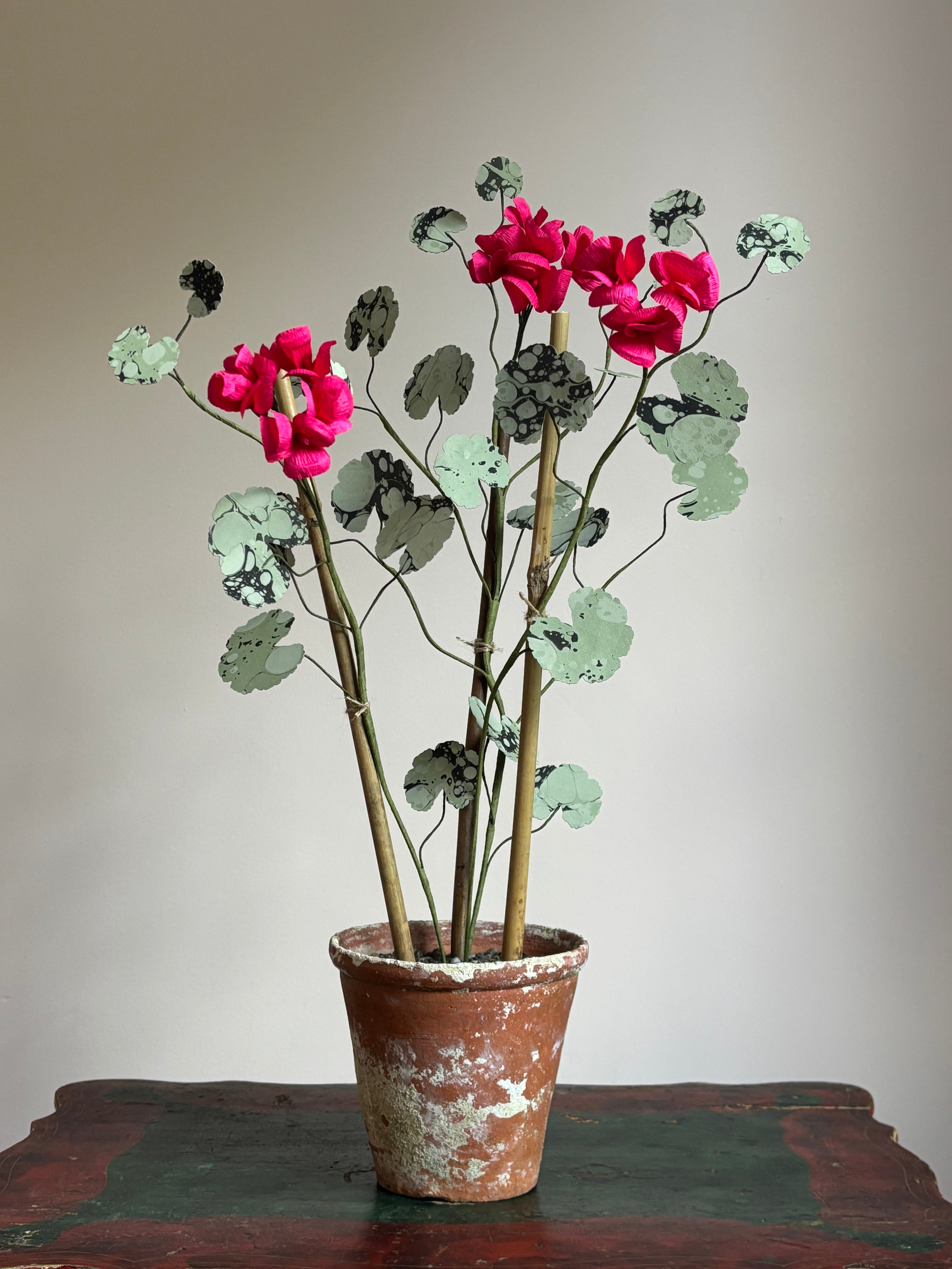 Paper Geranium