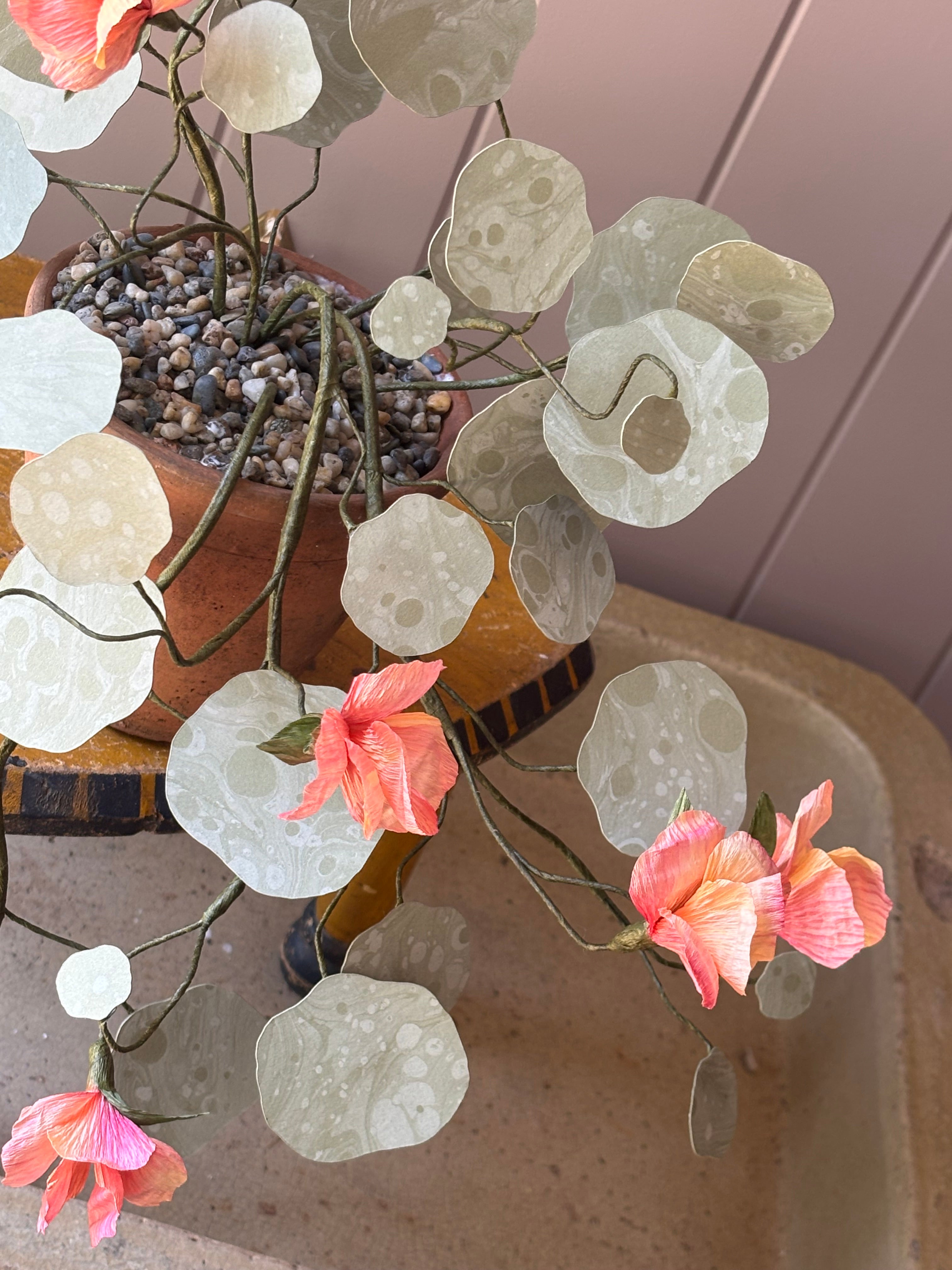 Paper Nasturtium, trailing