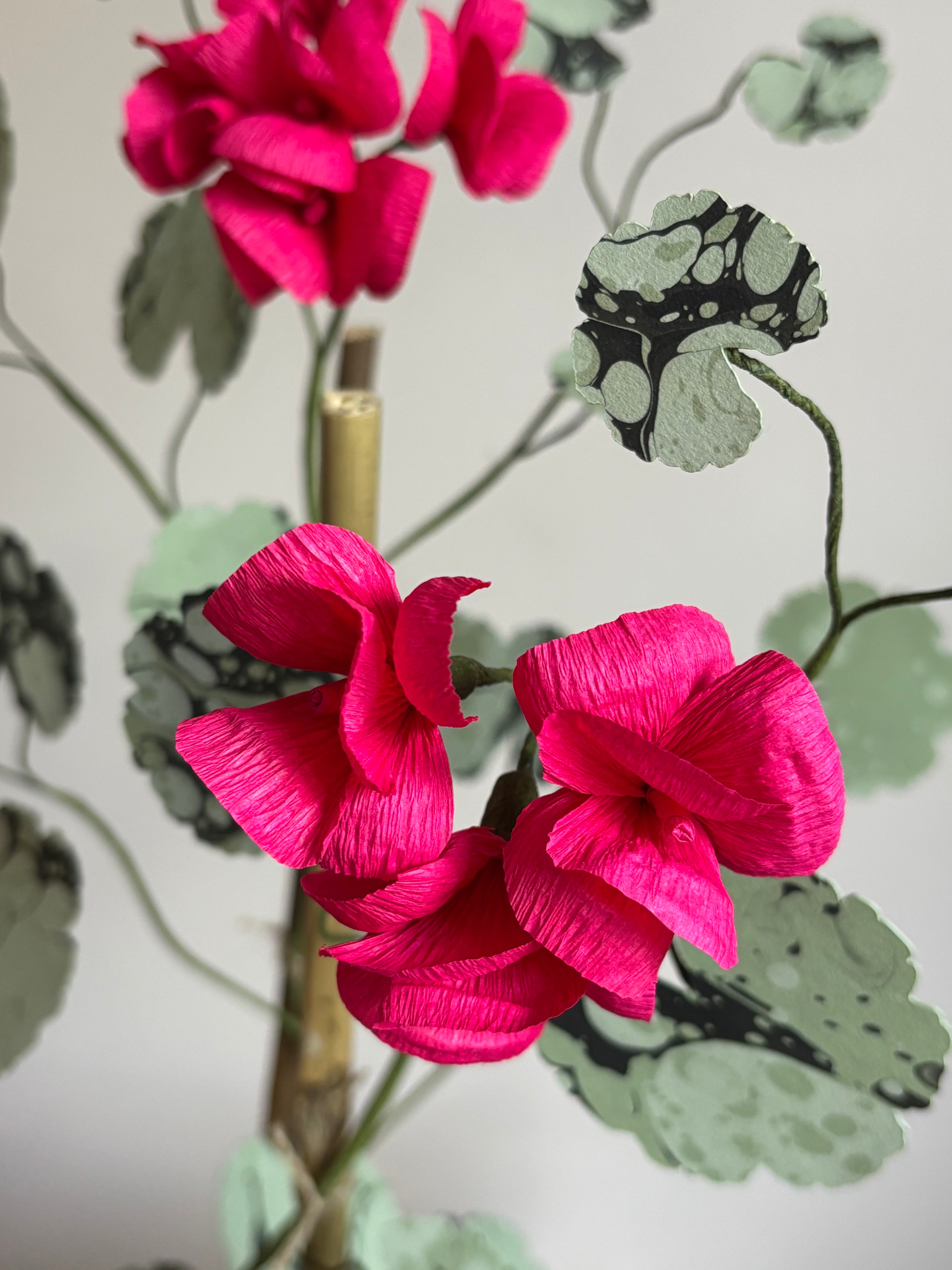 Paper Geranium