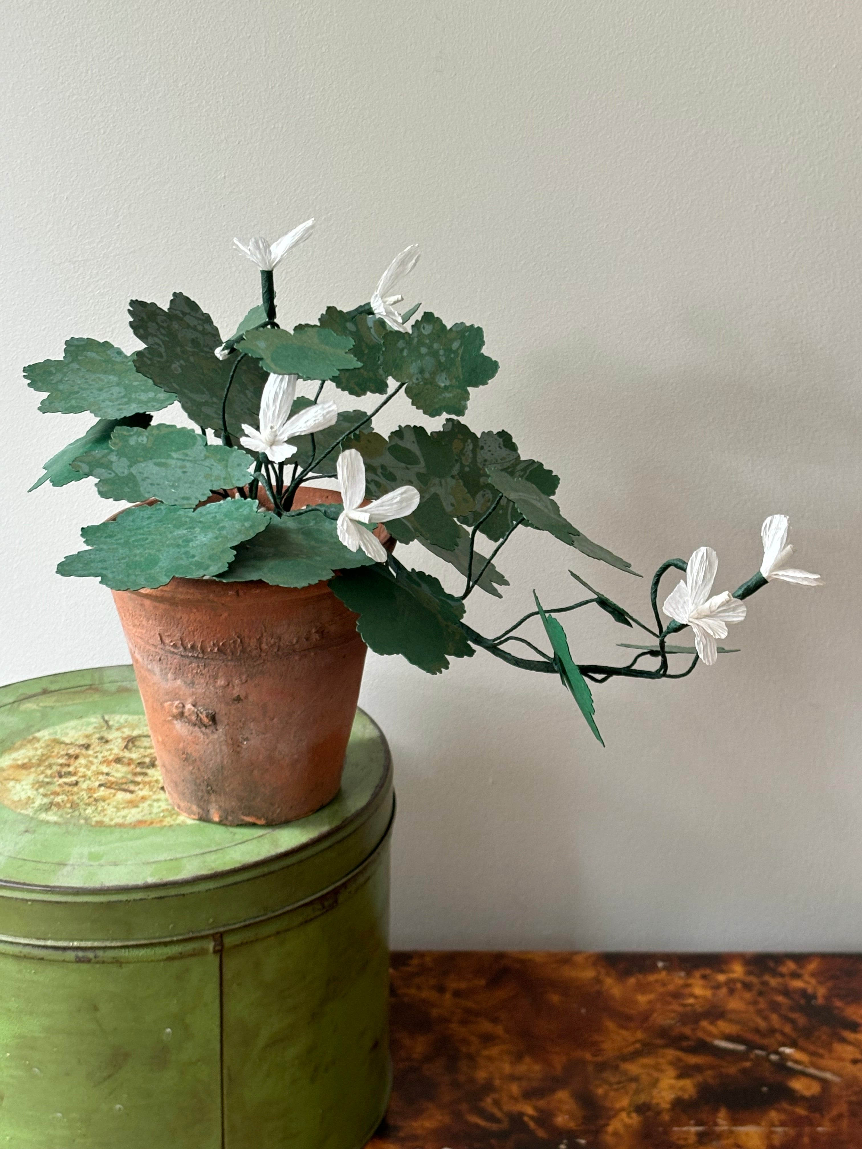 Paper Geranium, trailing