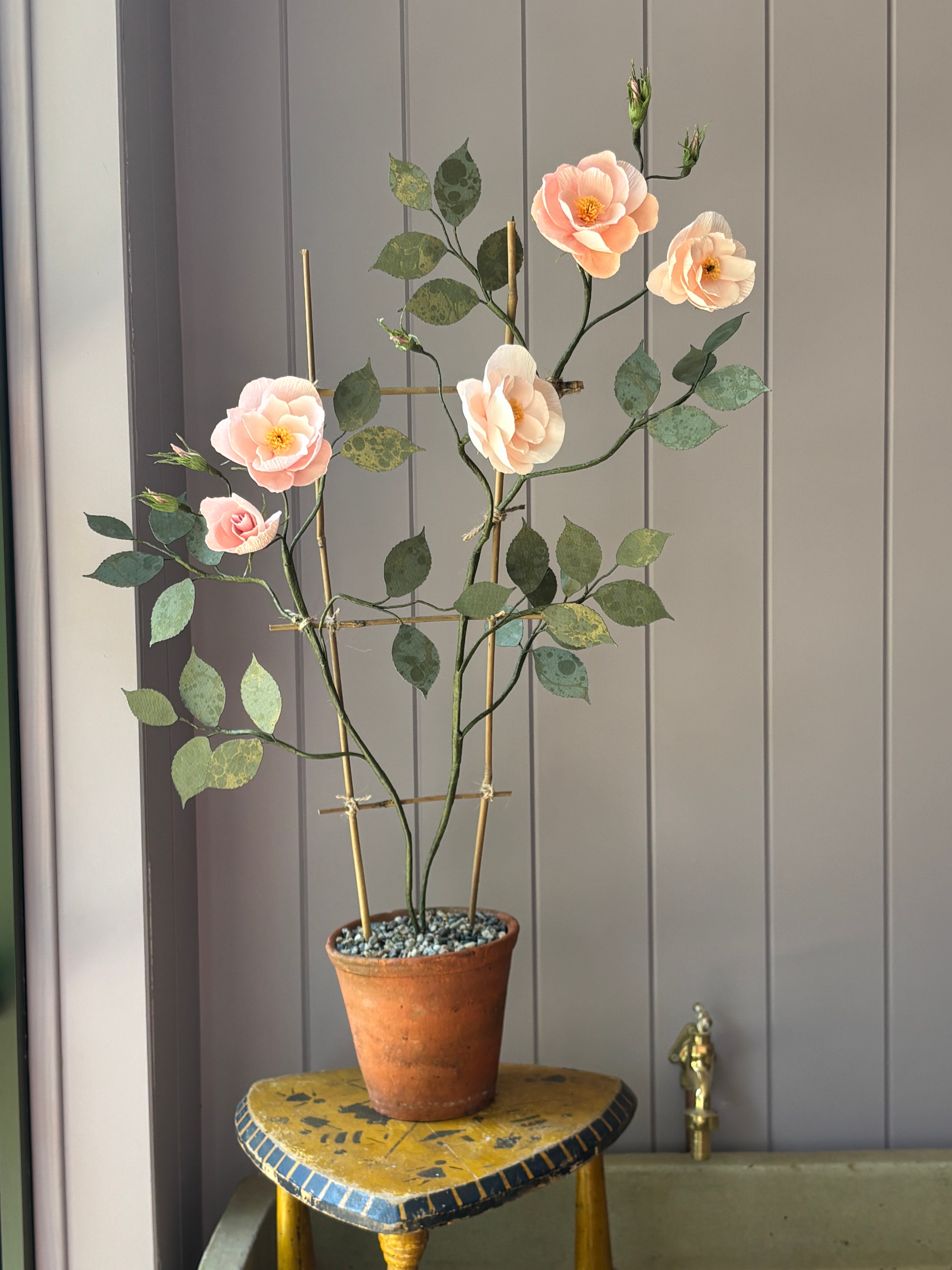 Climbing Rose