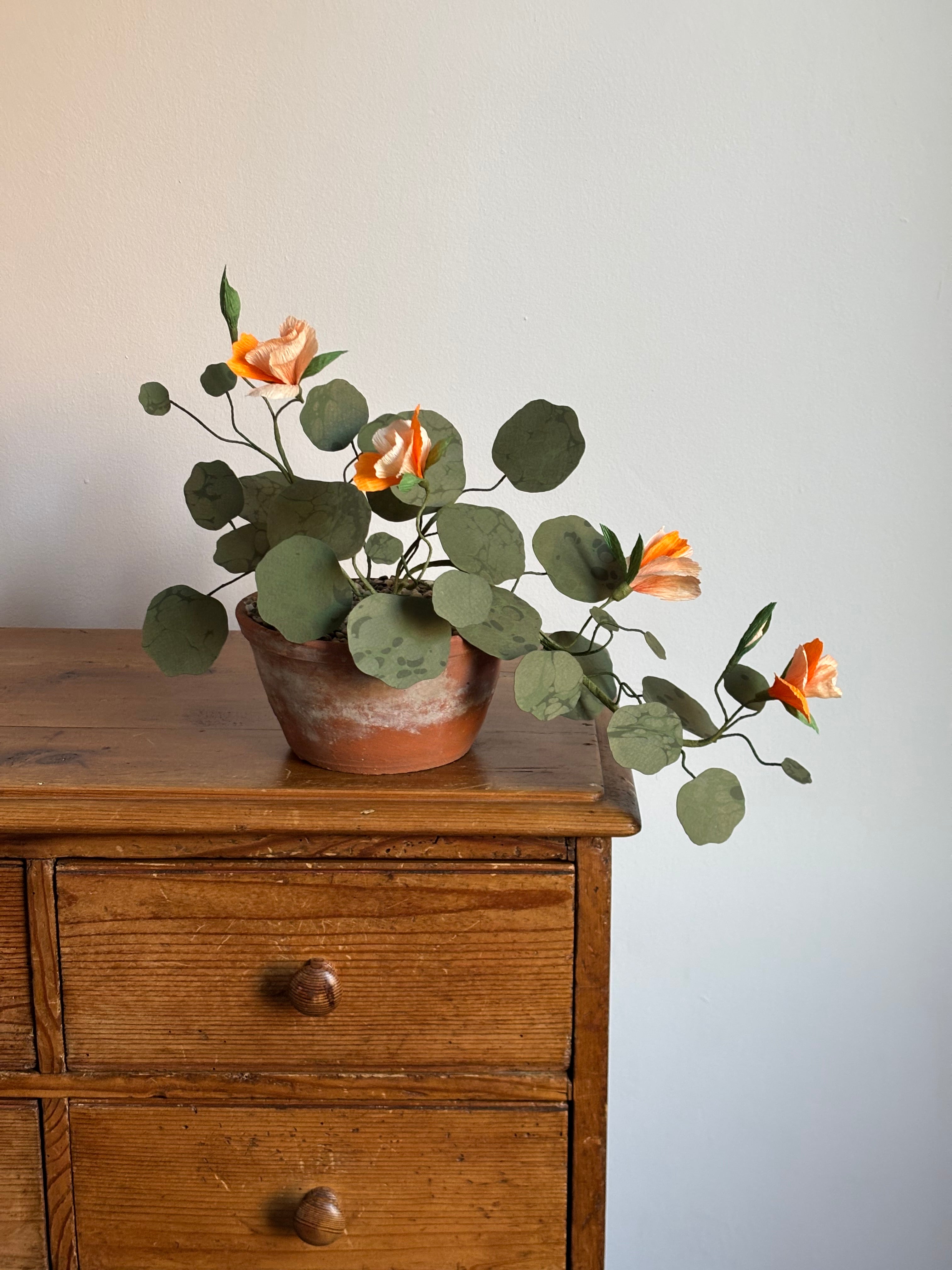 Nasturtium, trailing