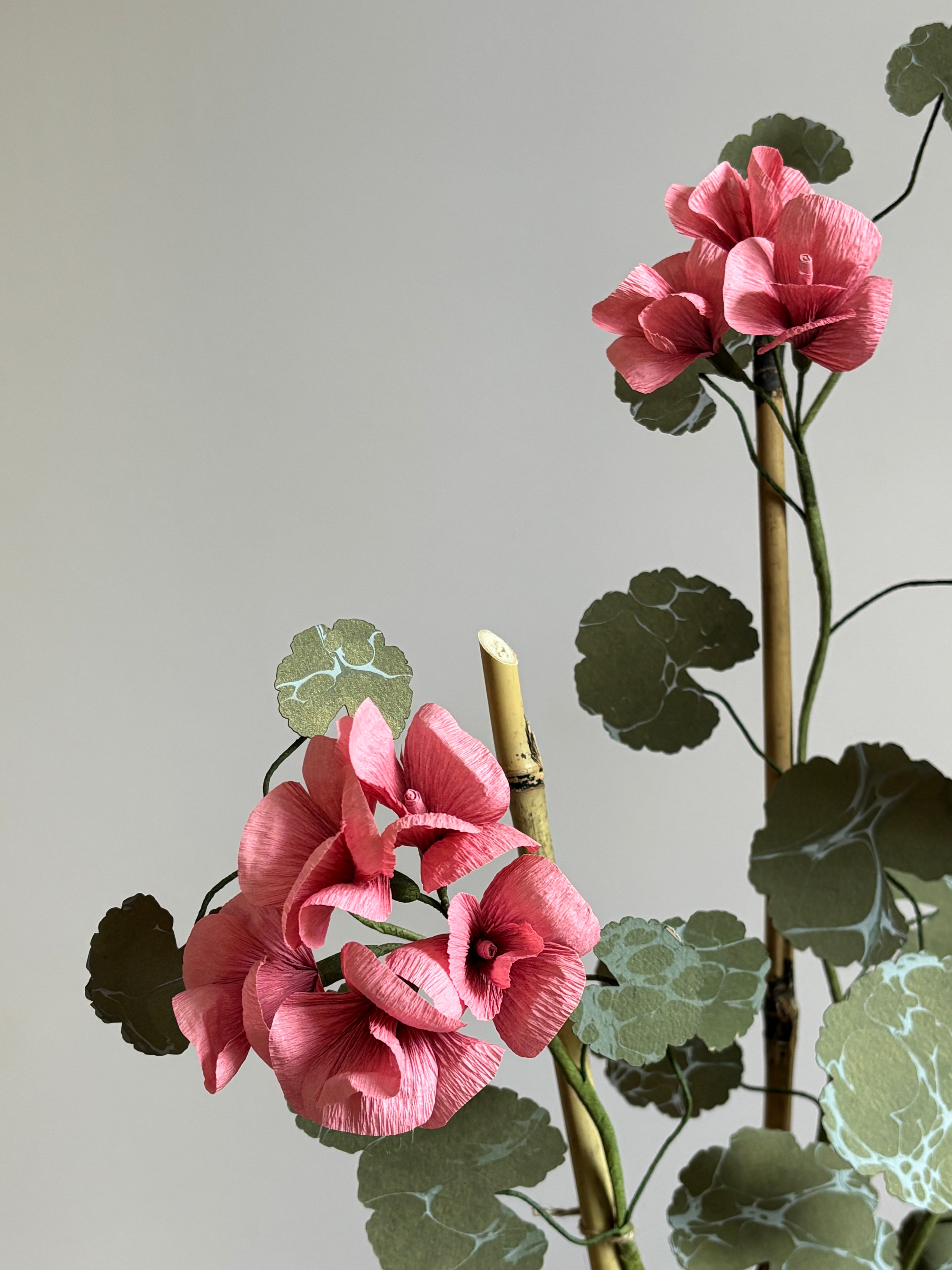 Paper Geranium