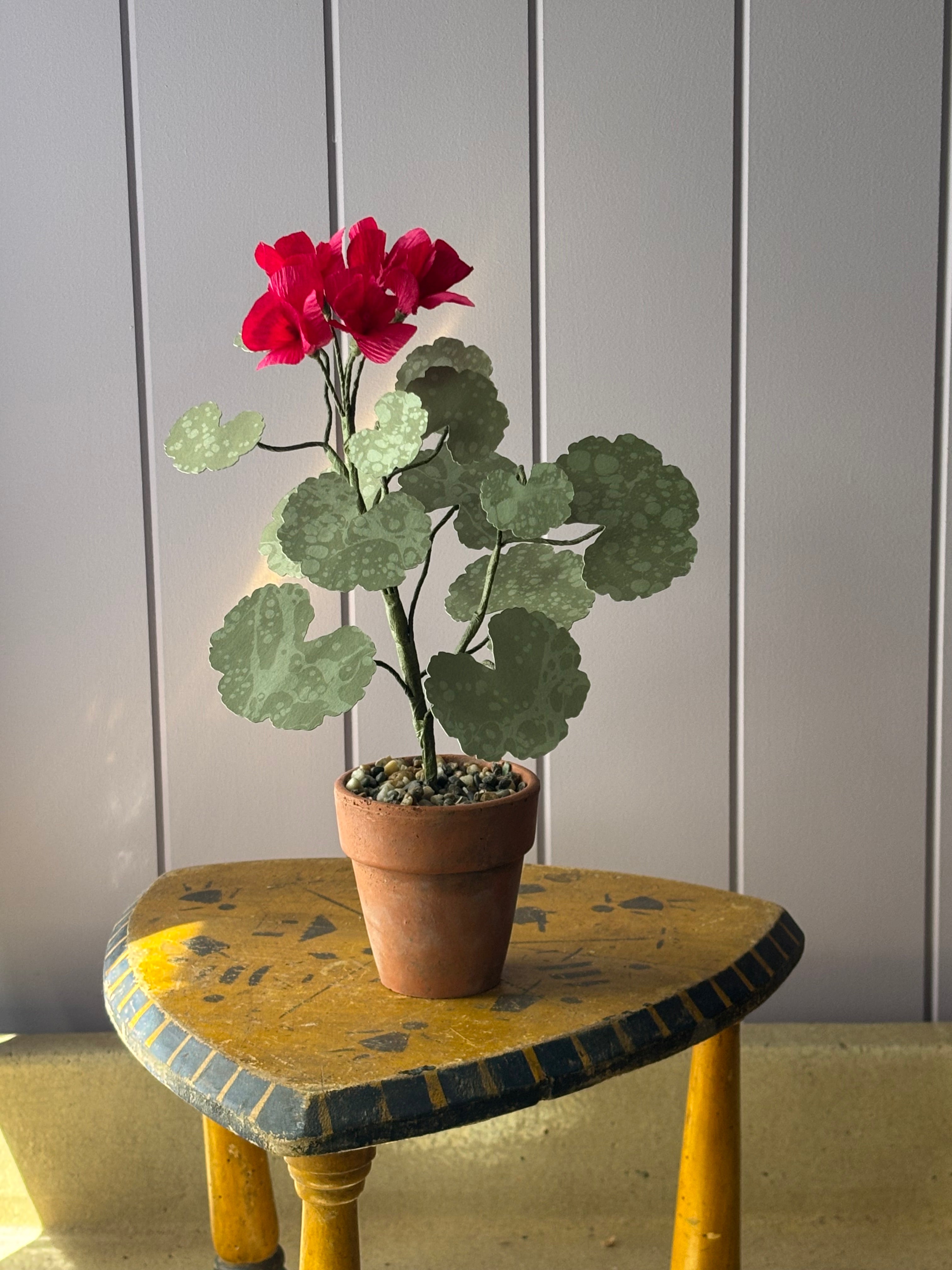 Paper geranium