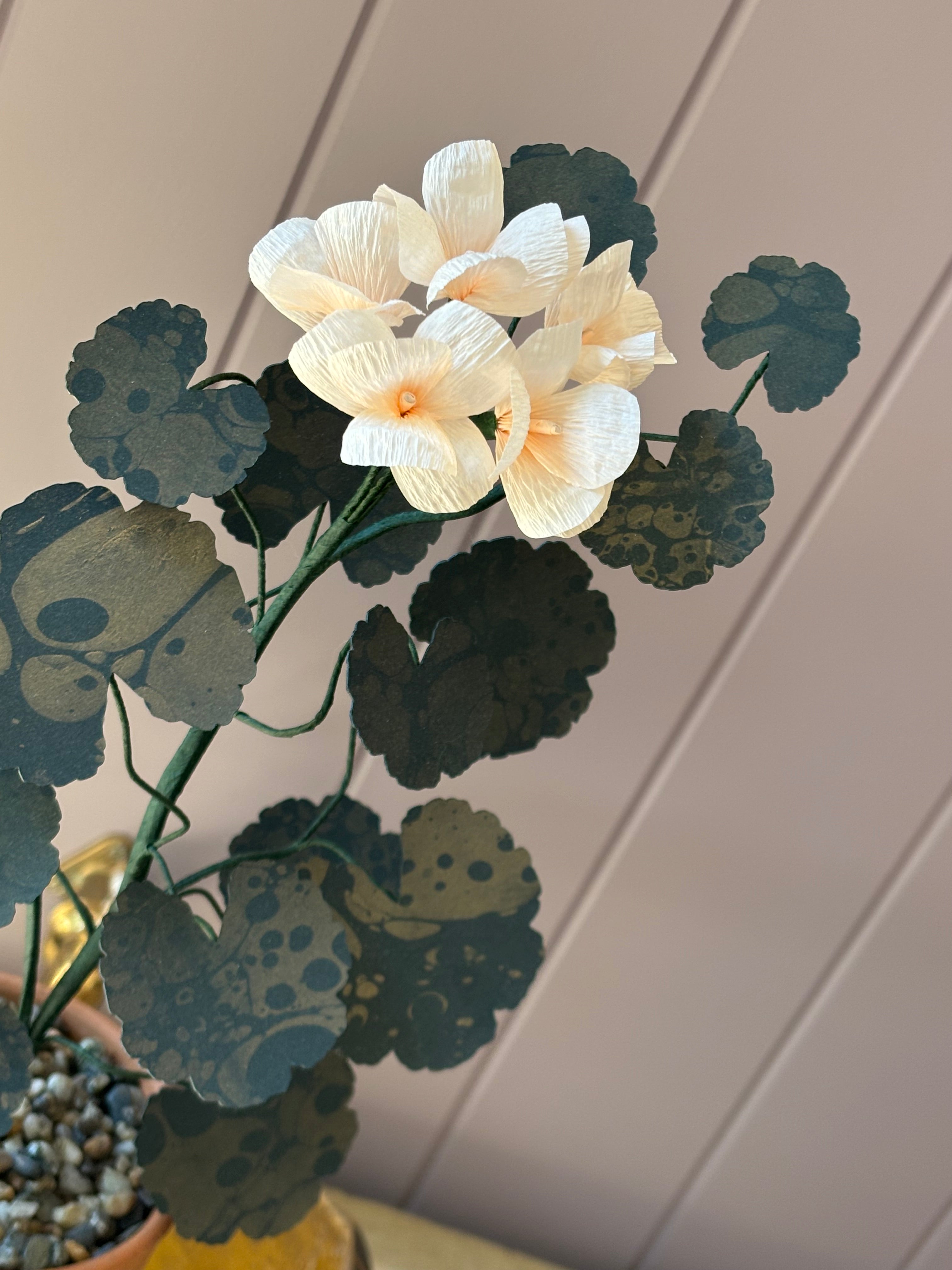 Paper geranium