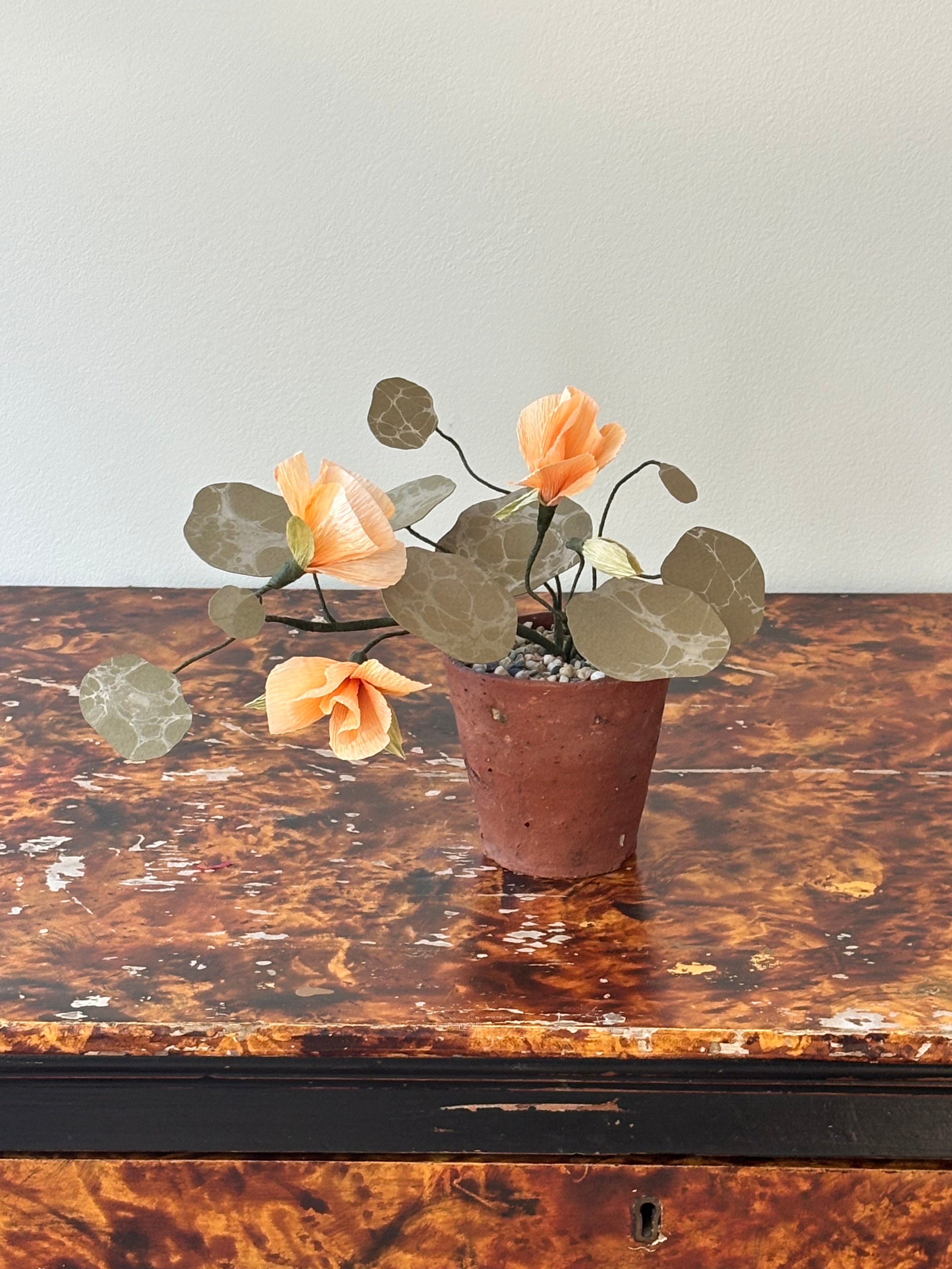 Nasturtium, trailing