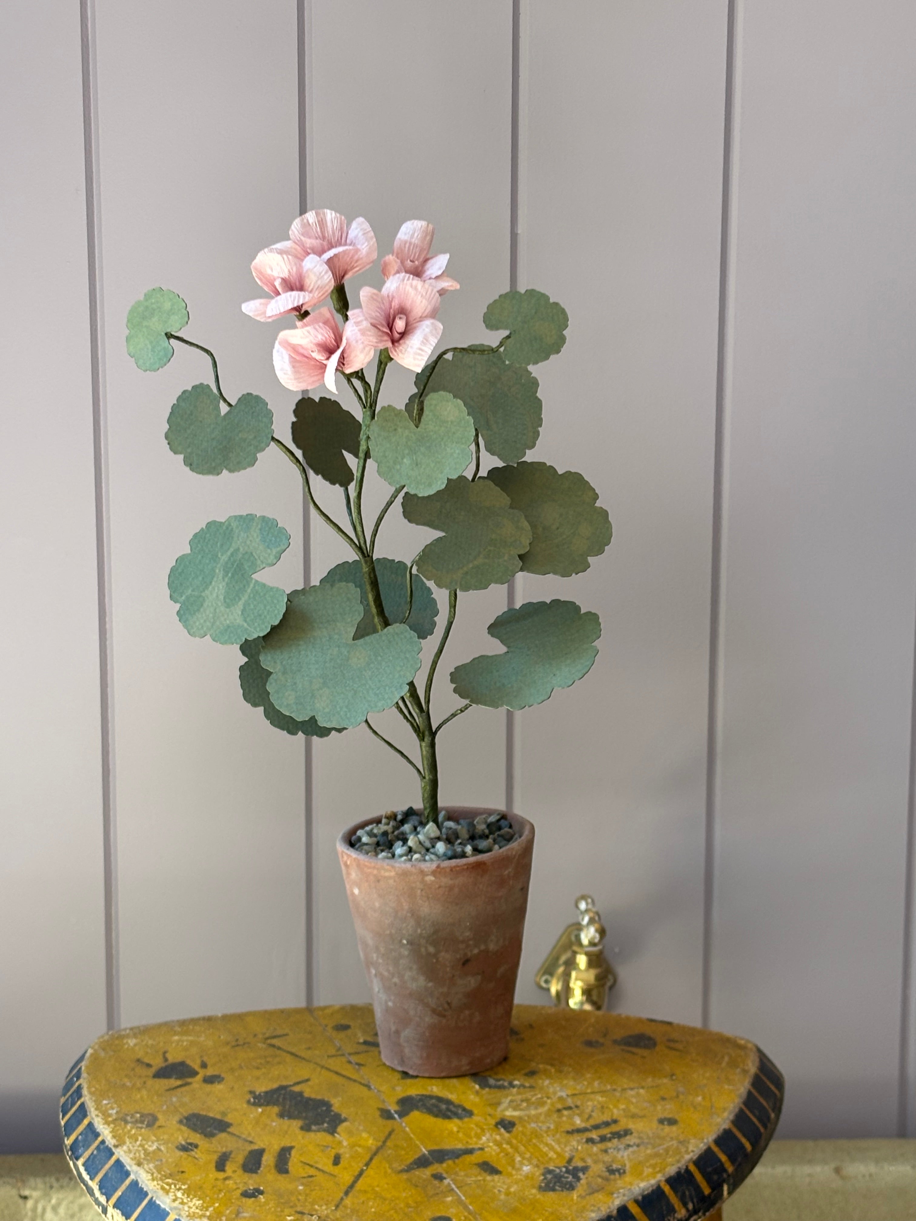 Paper geranium