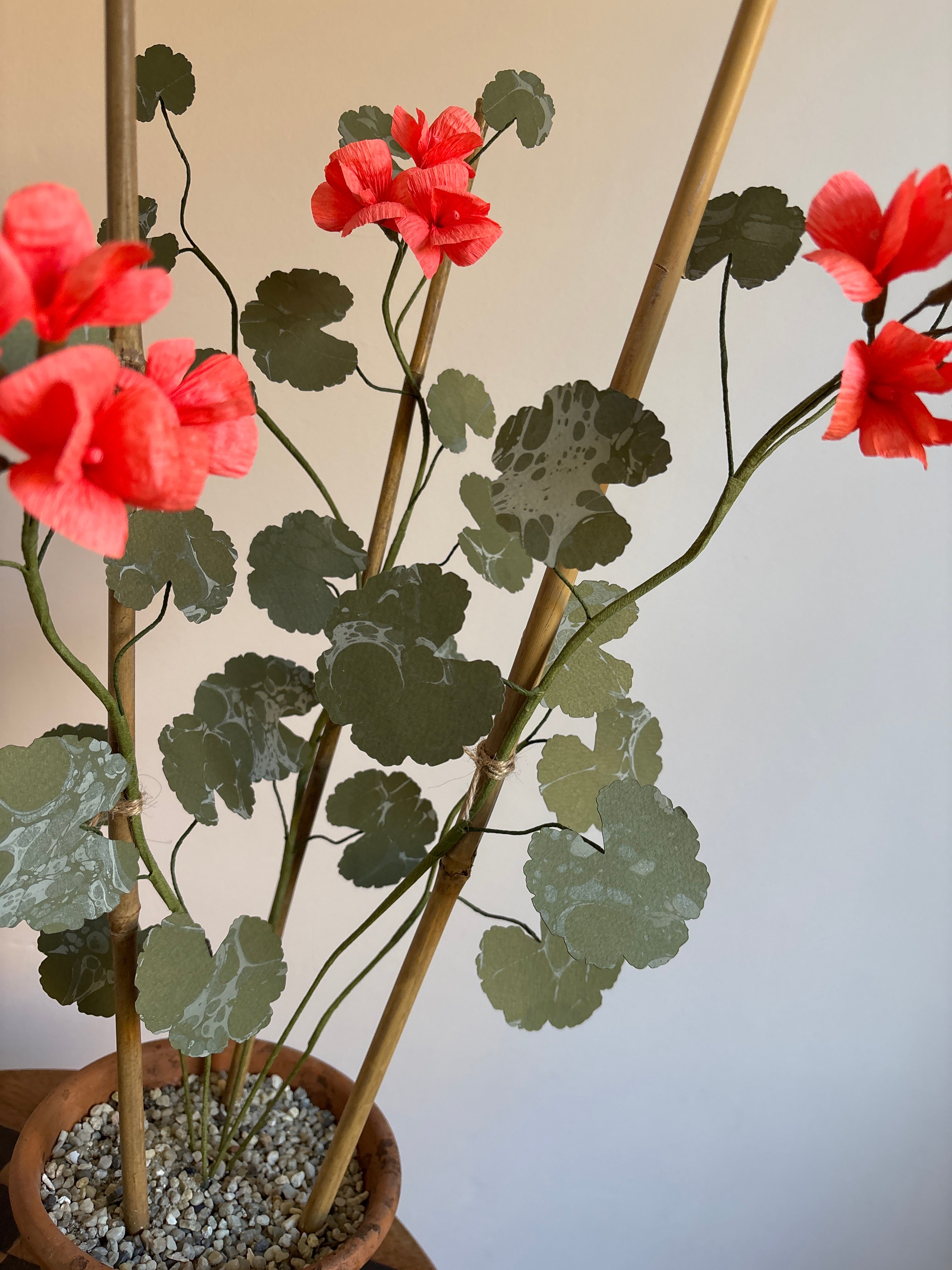 Paper Geranium
