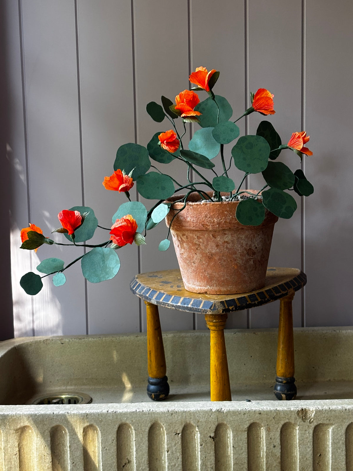 Paper Nasturtium, trailing