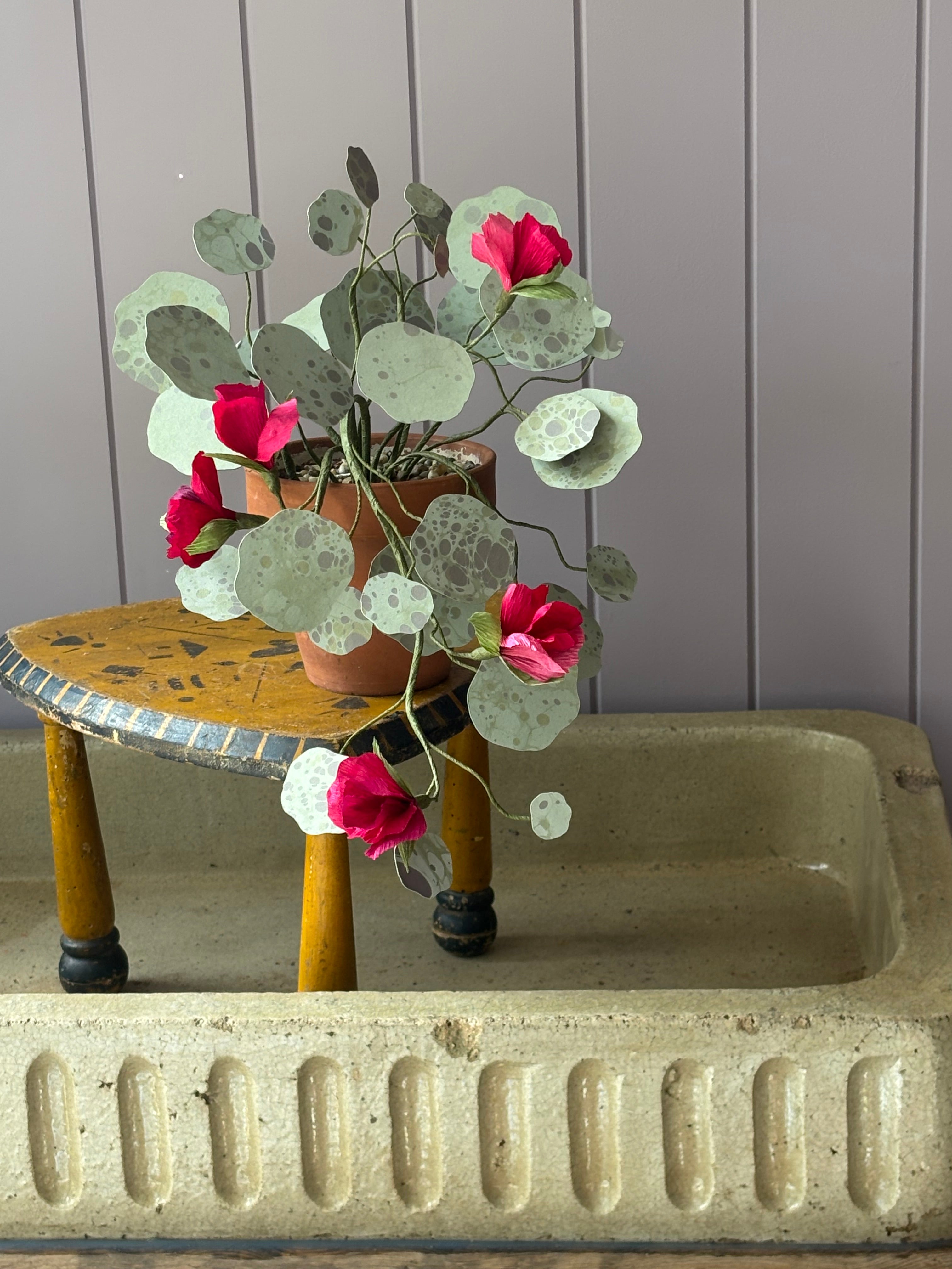 Nasturtium, trailing