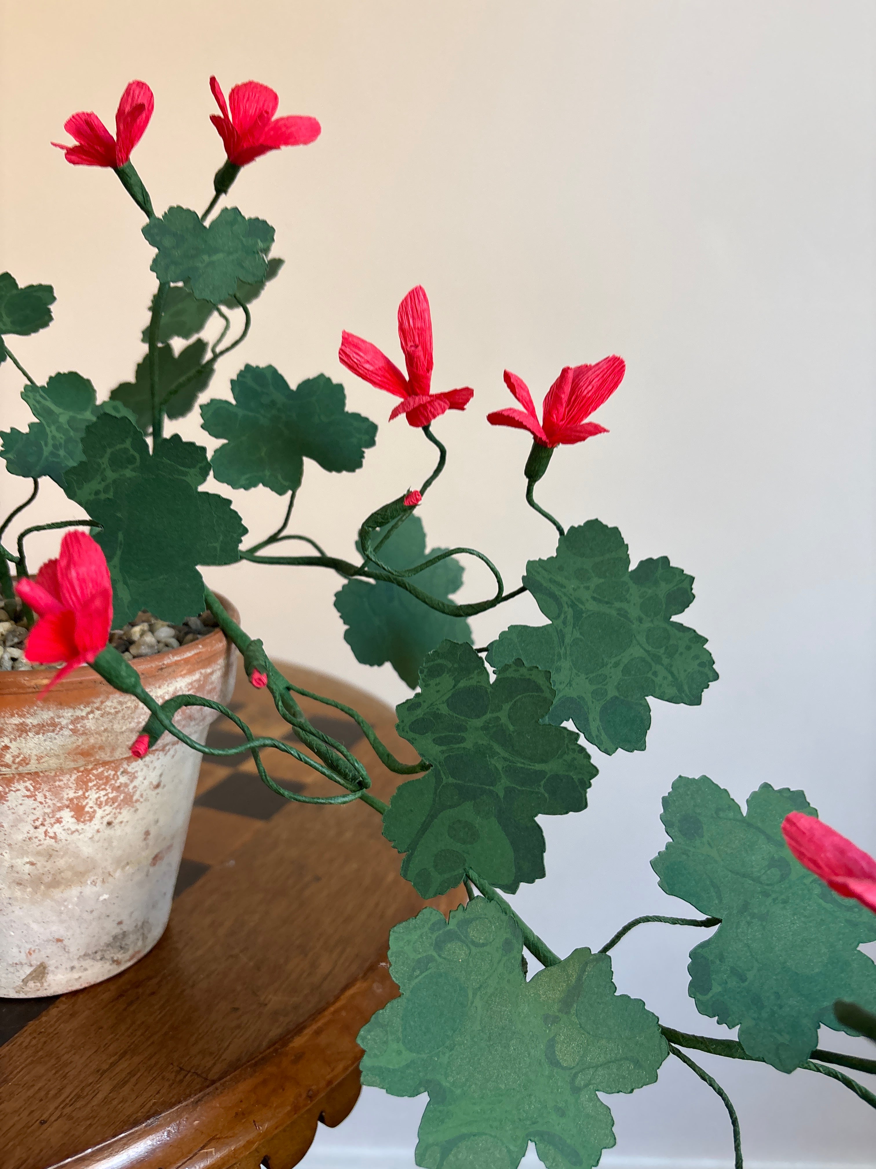 Paper Geranium, trailing