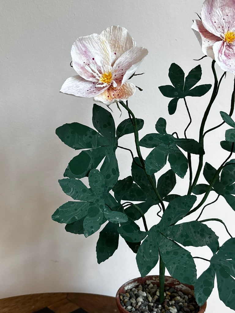 Paper Hellebore