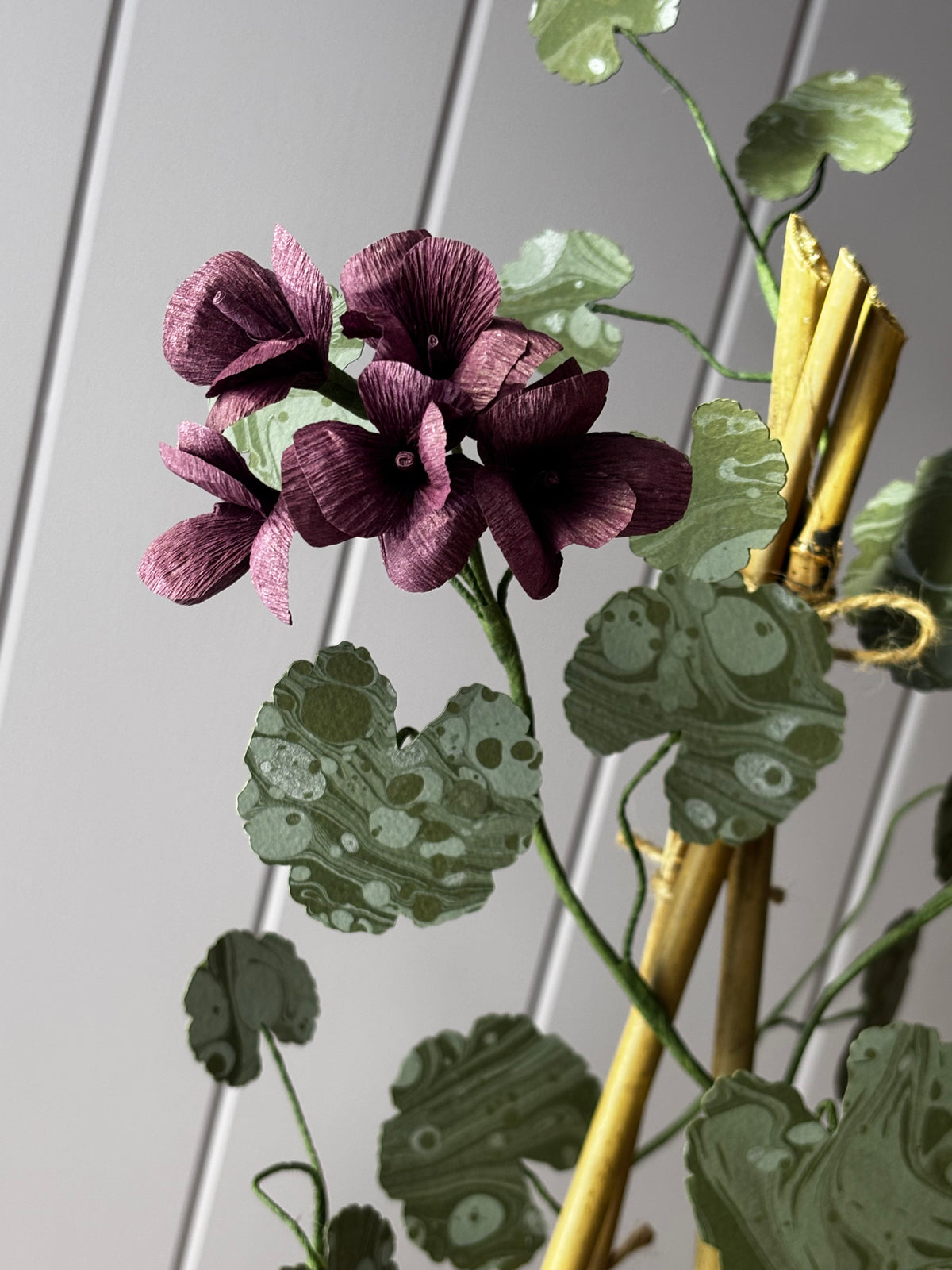 Paper geranium