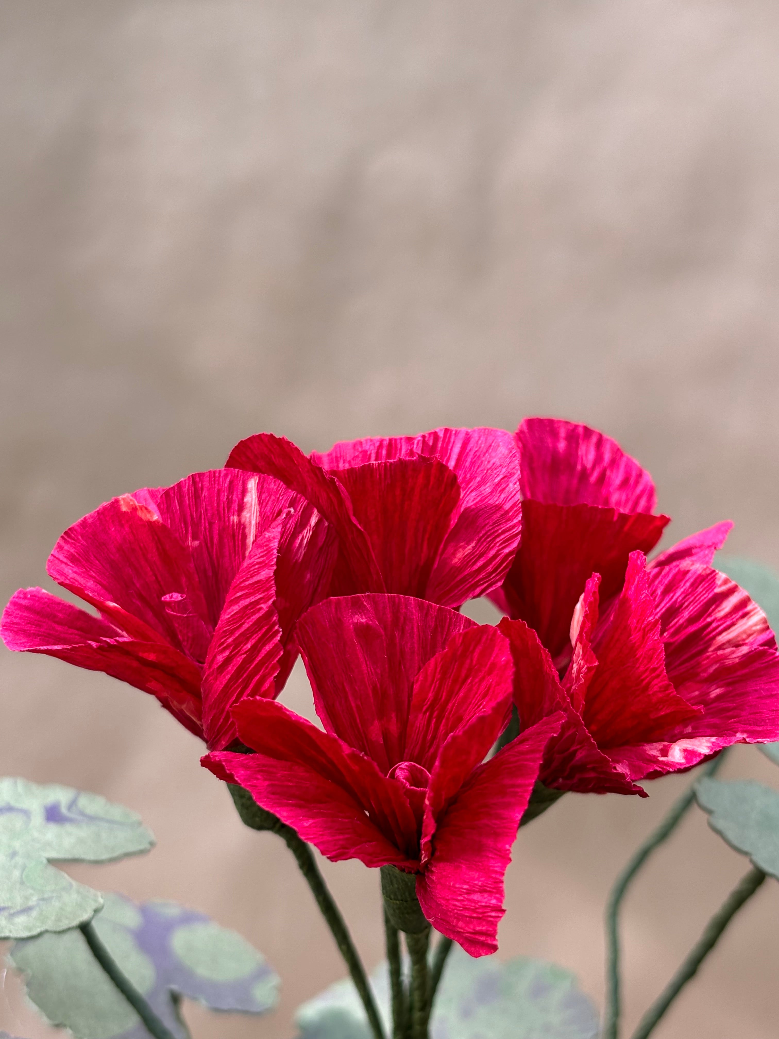 Paper Geranium