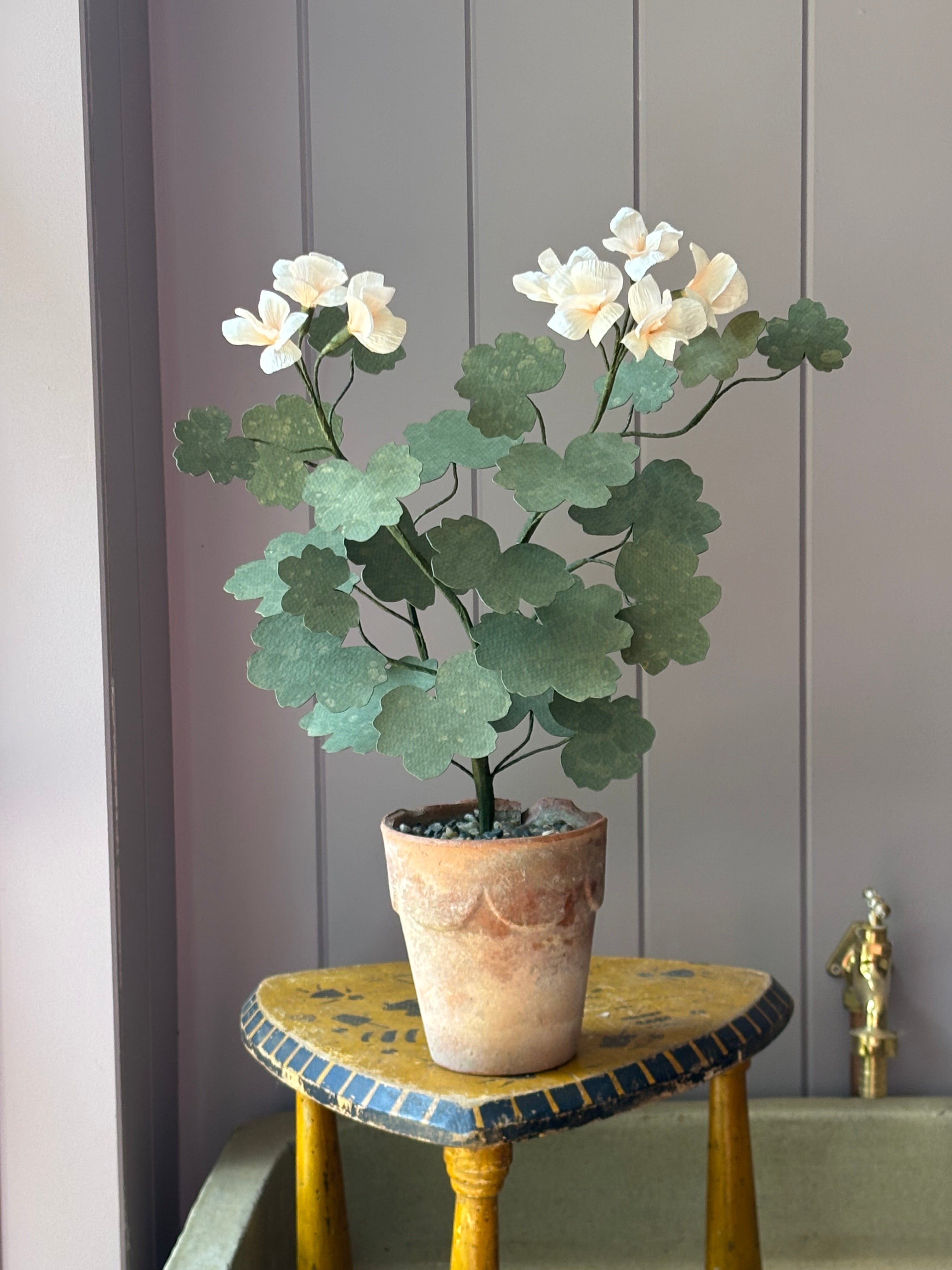 Paper geranium
