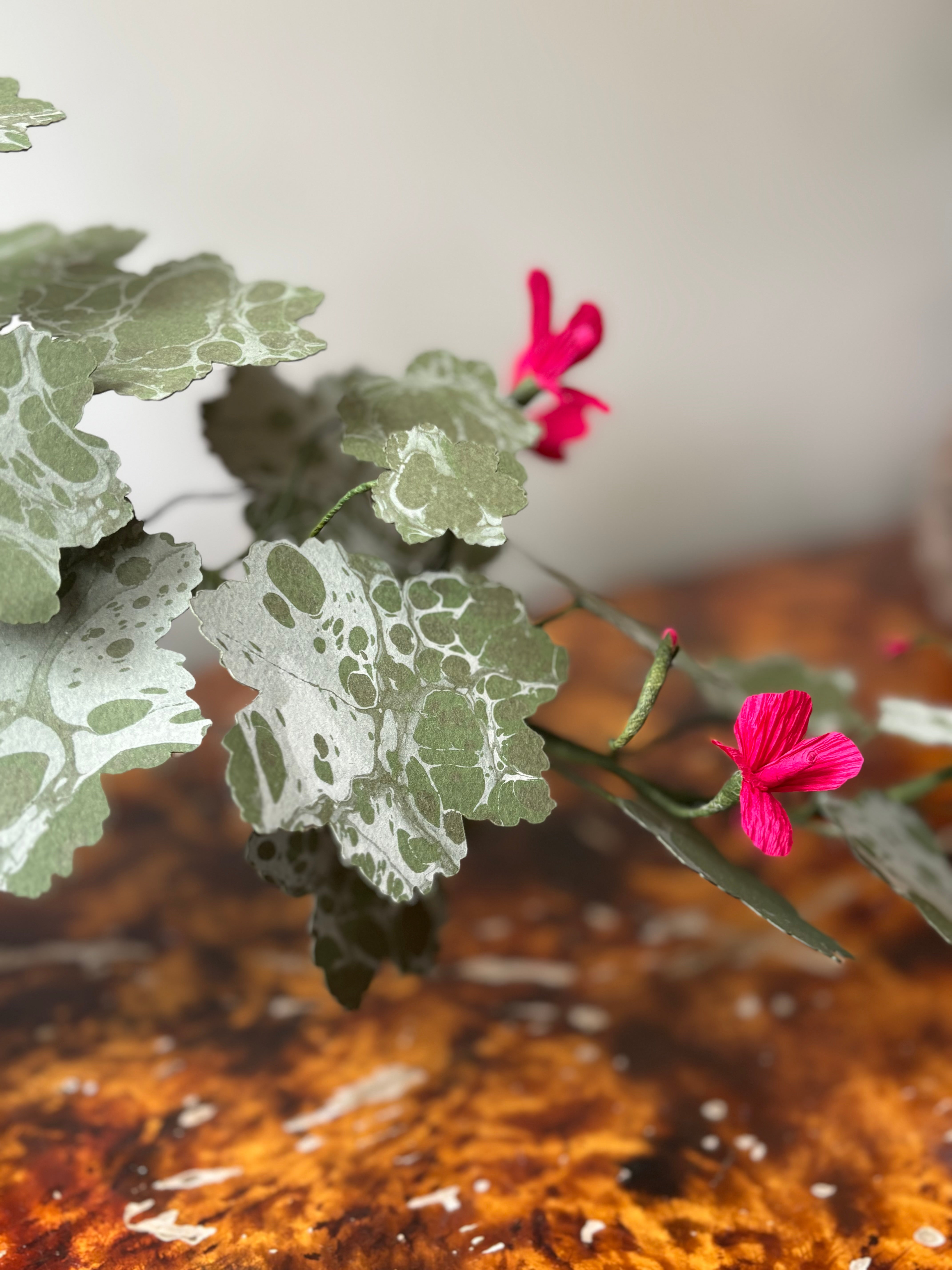 Paper Geranium, trailing