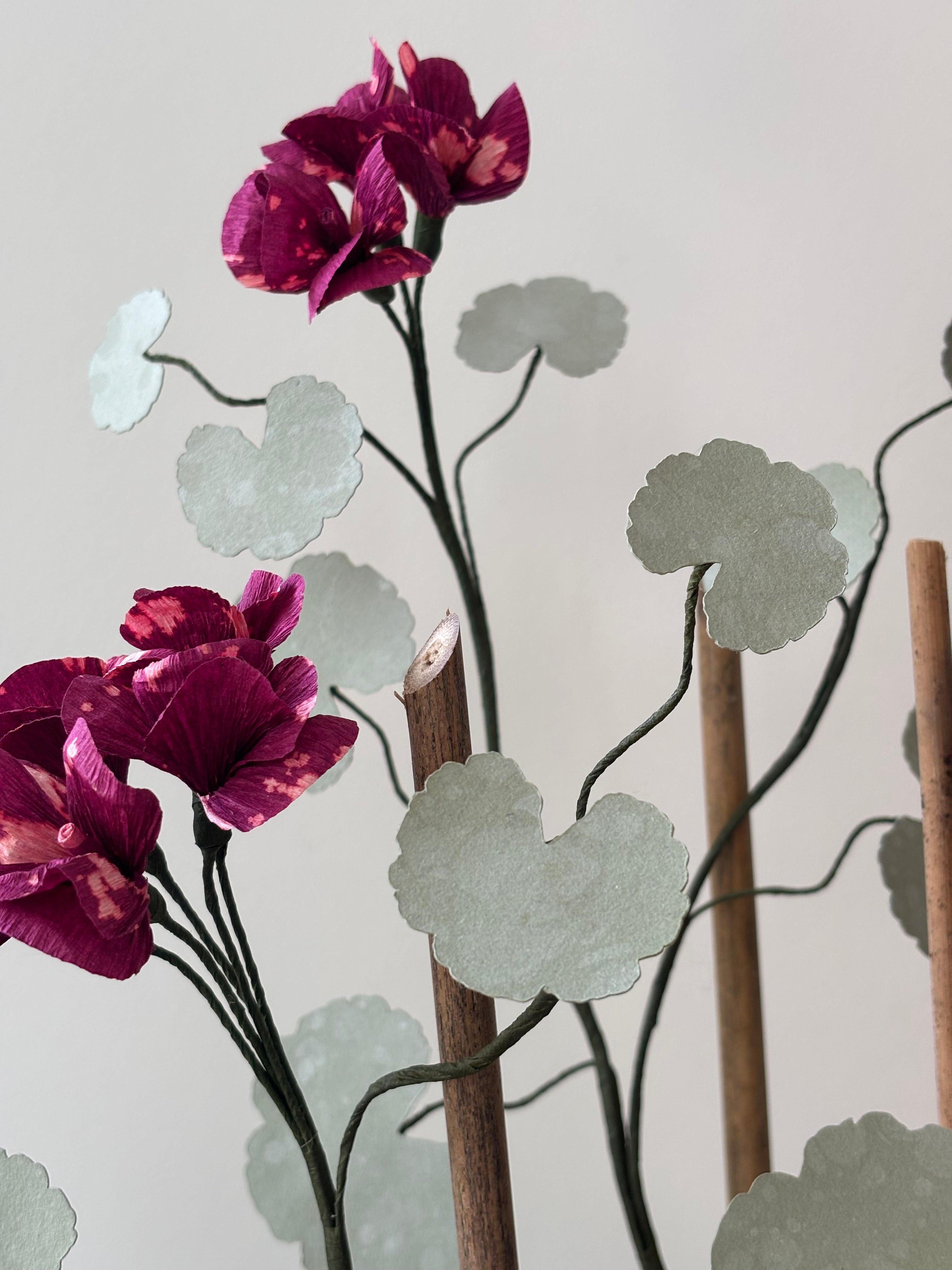 Paper Geranium