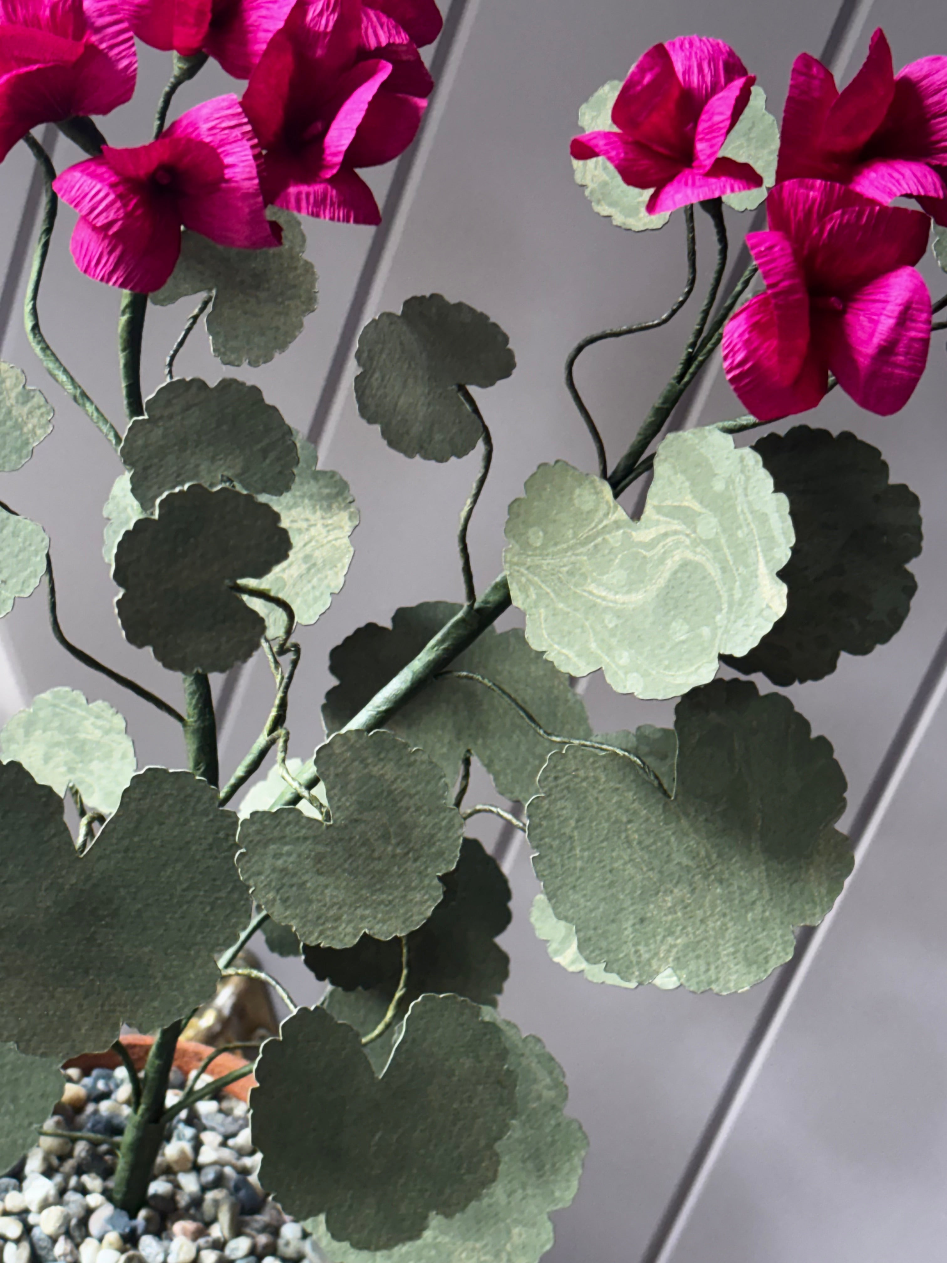Paper geranium