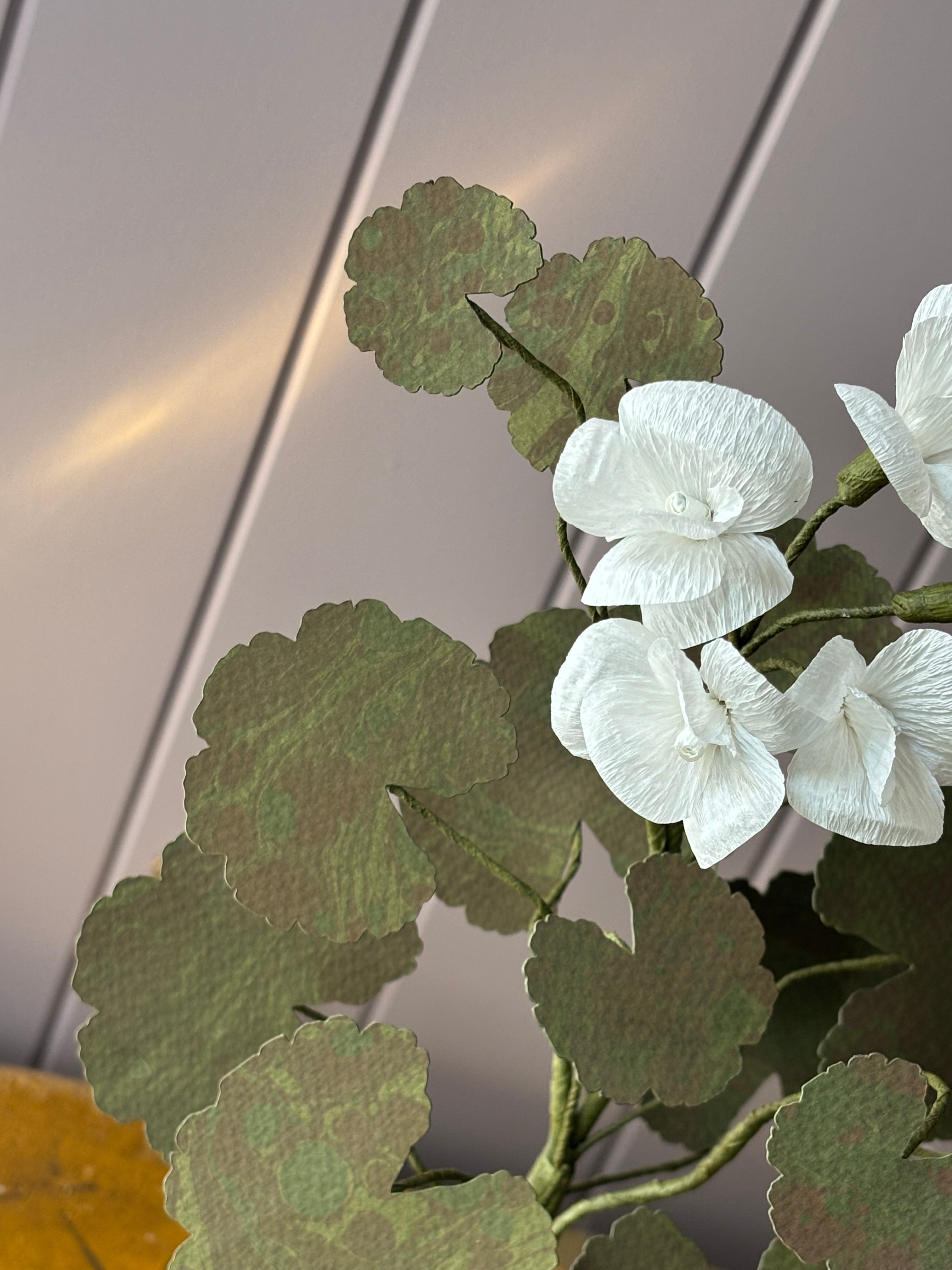 Paper geranium
