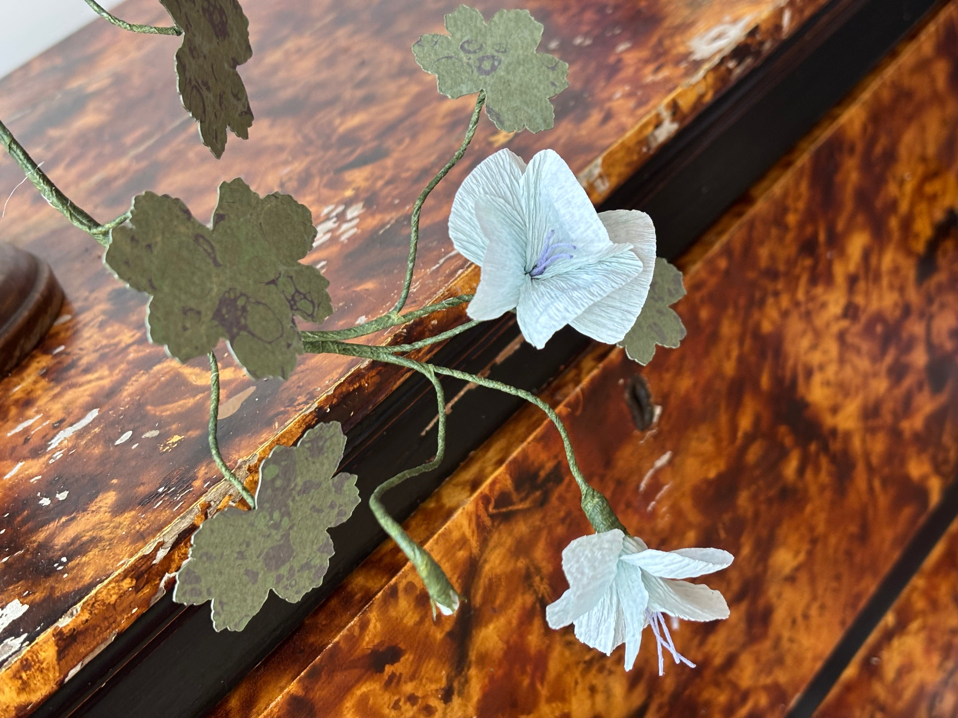 Paper hardy Geranium, trailing