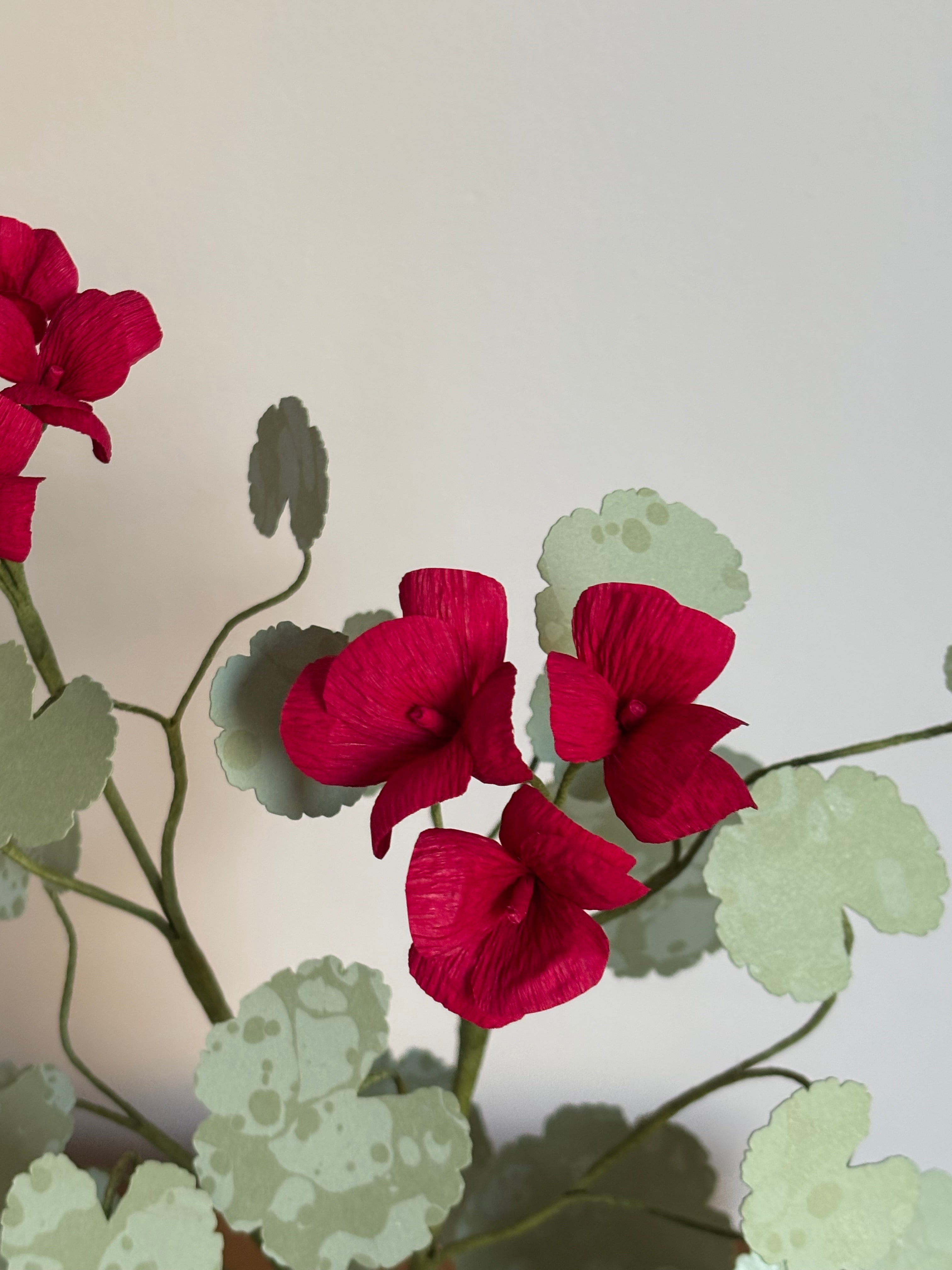 Paper Geranium