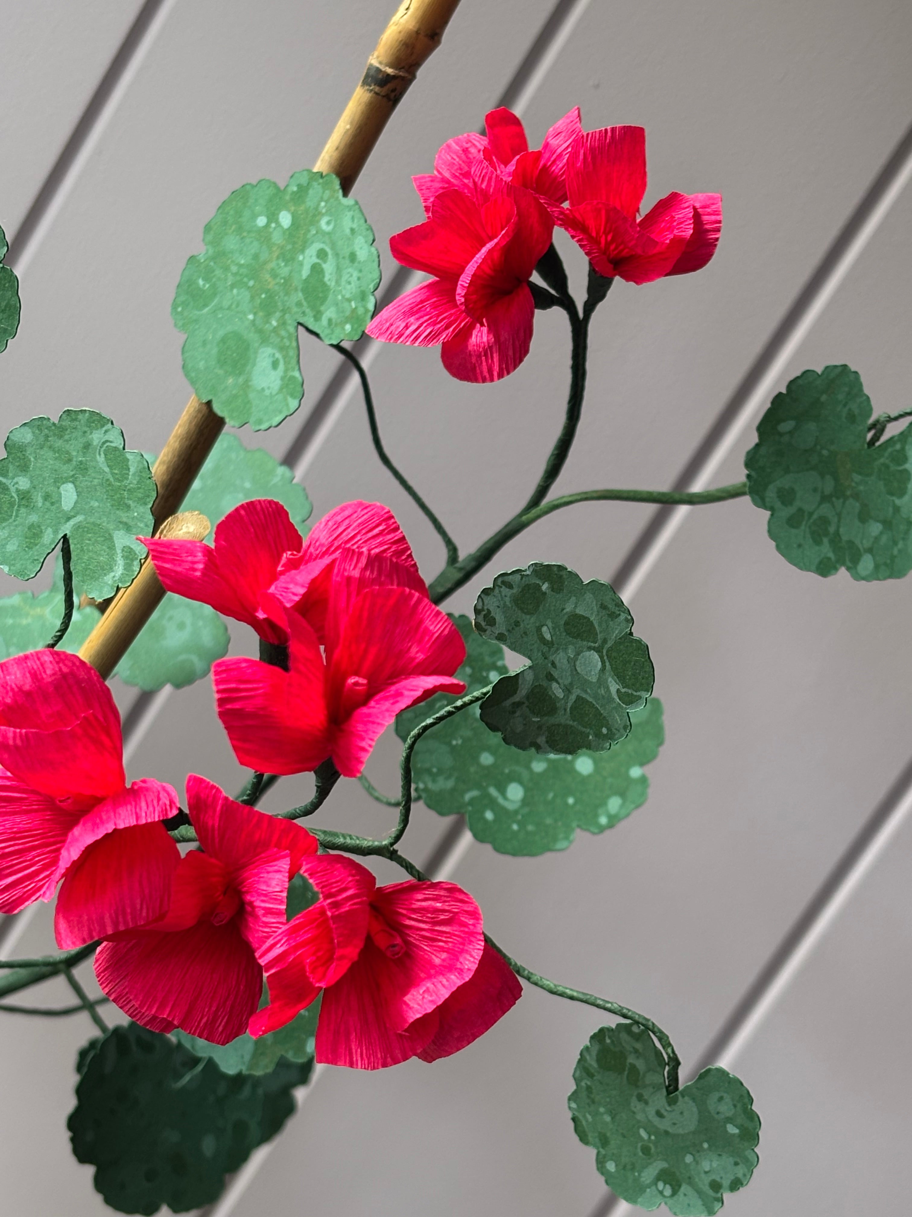 Paper geranium