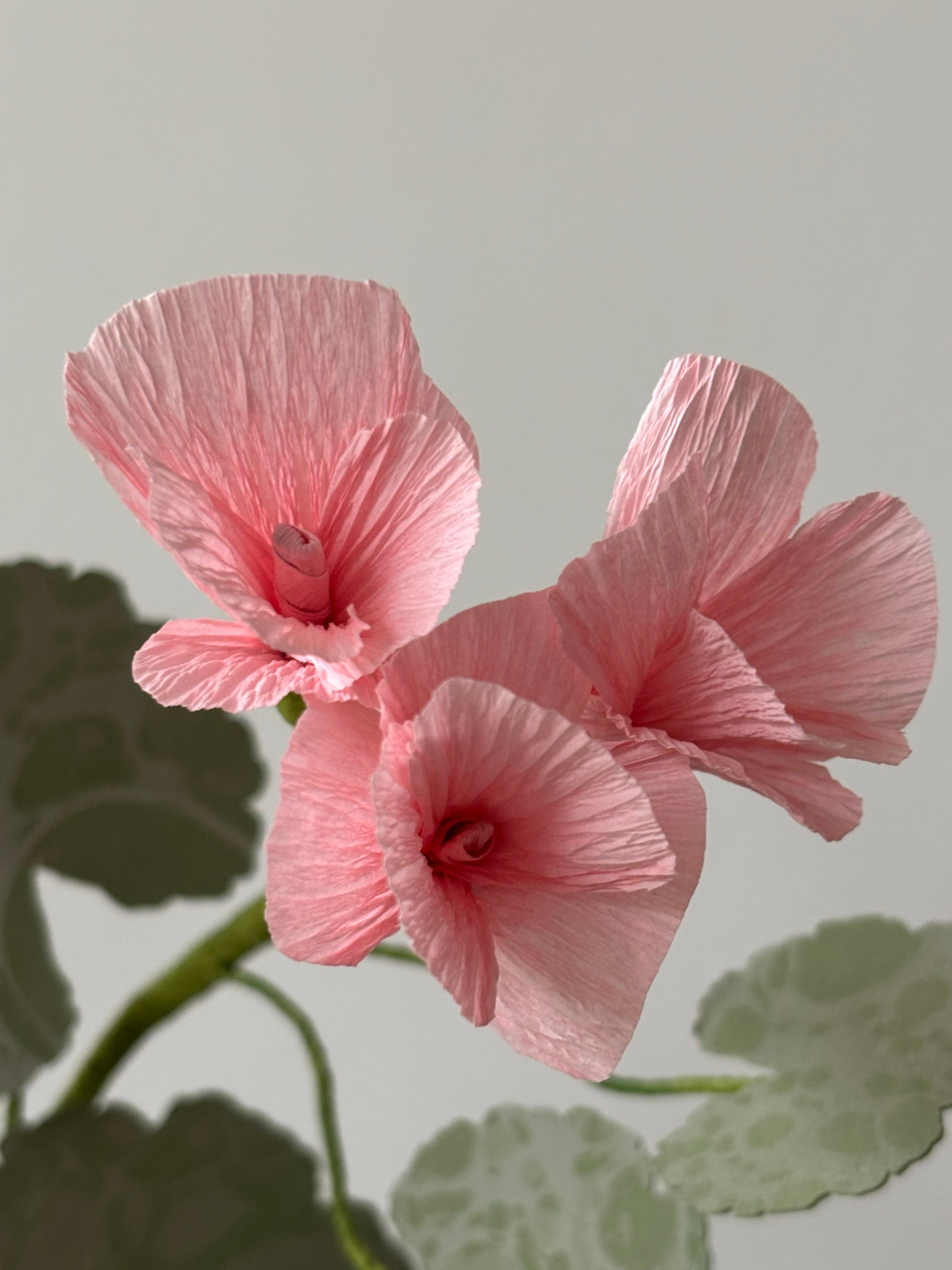 Paper Geranium