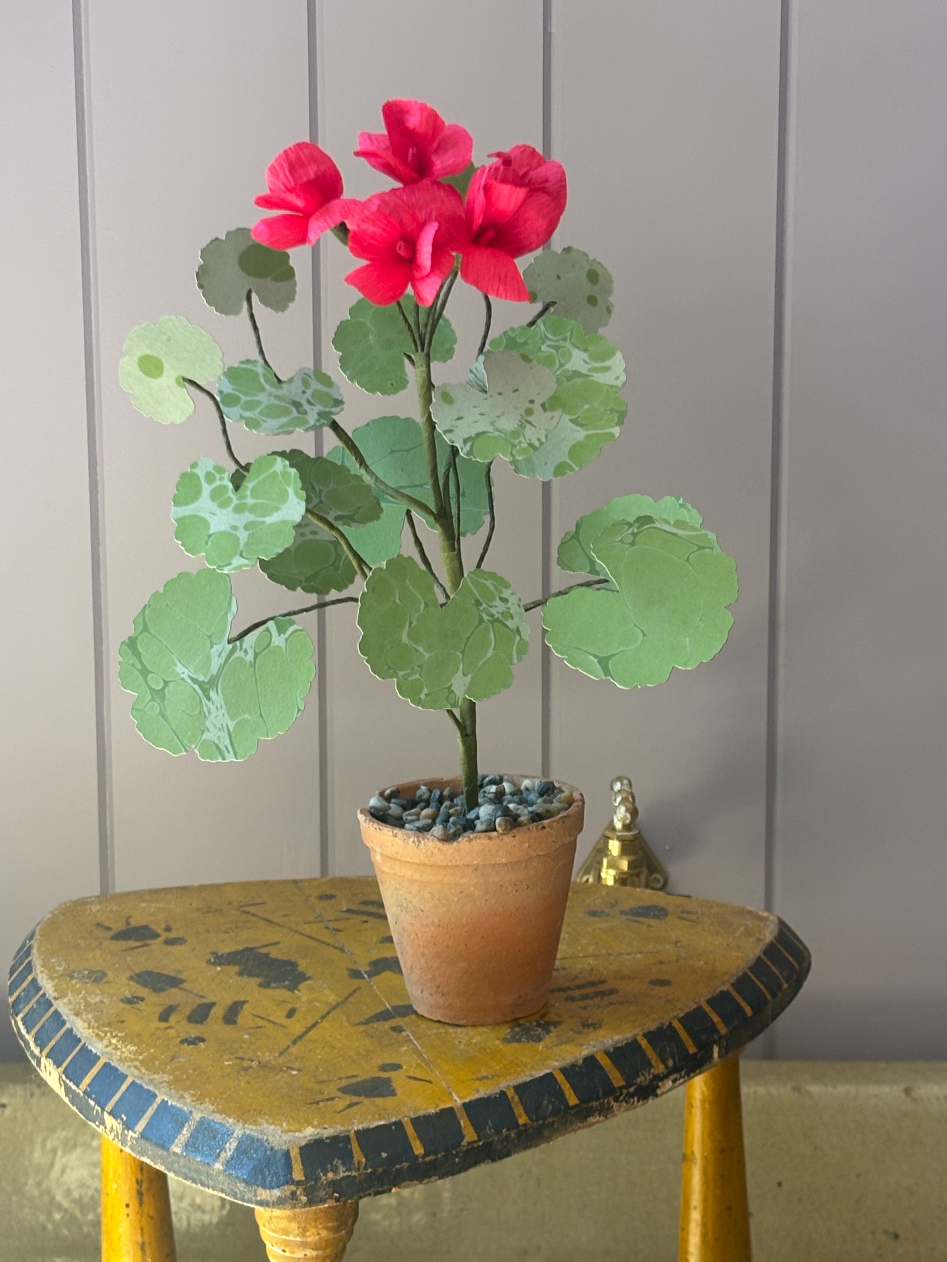 Paper geranium