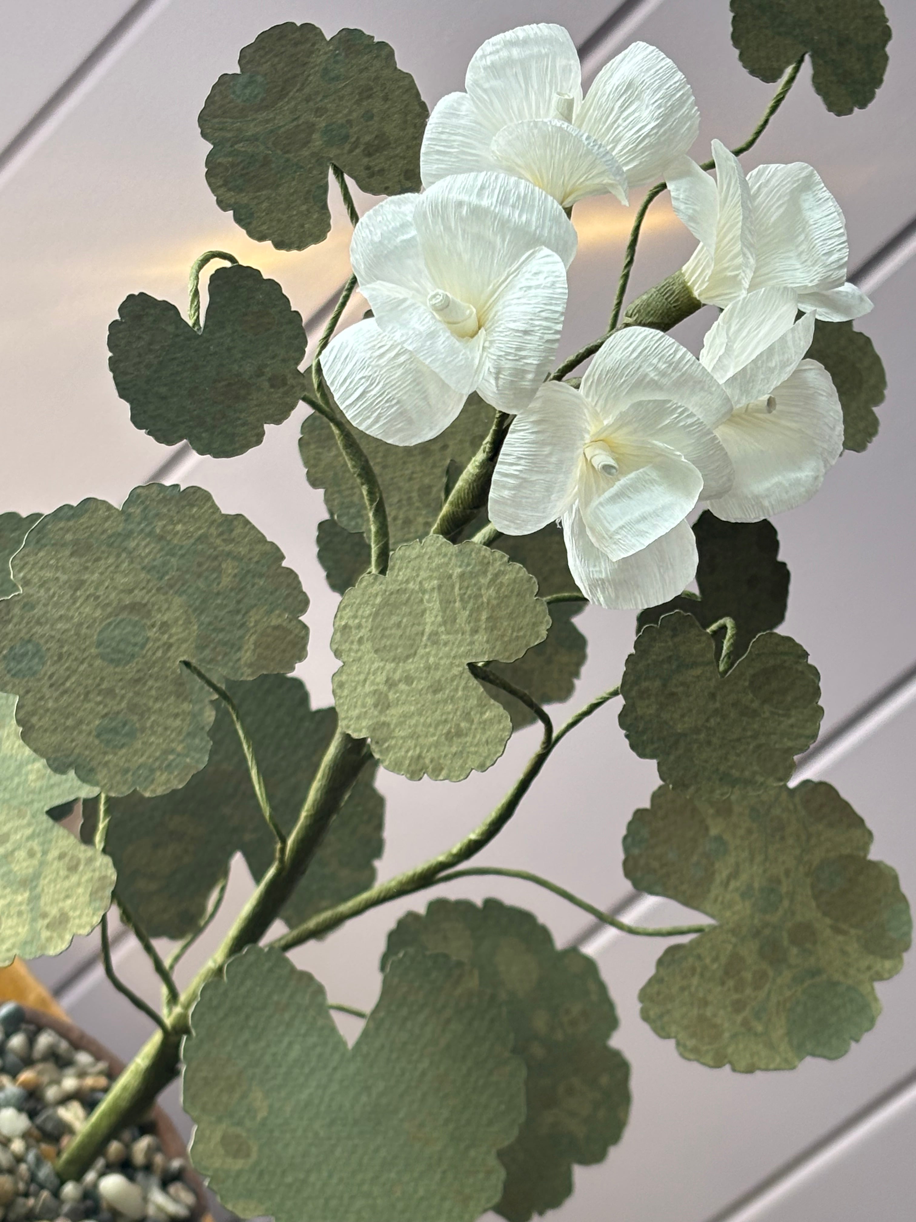 Paper geranium
