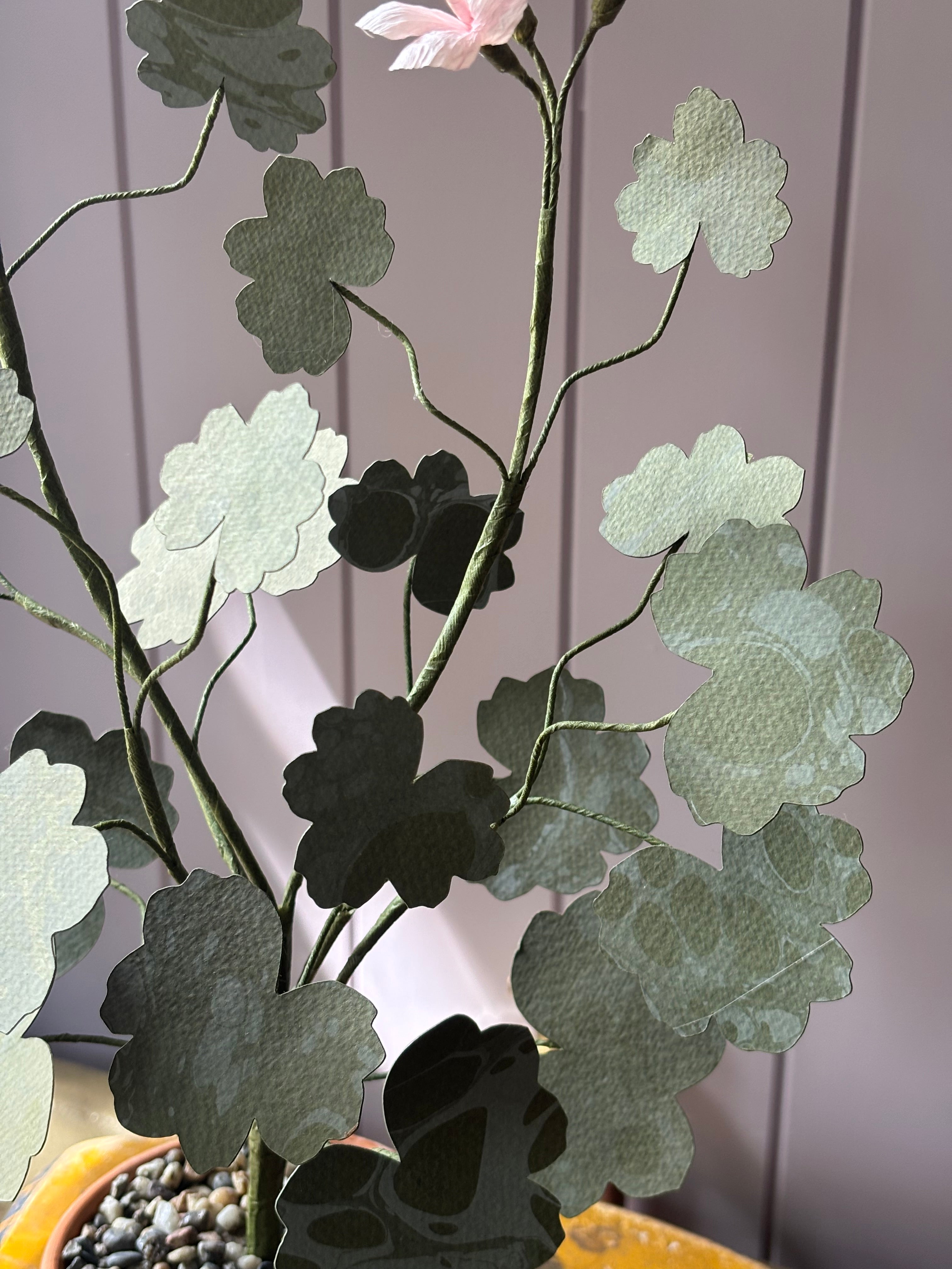 Paper geranium