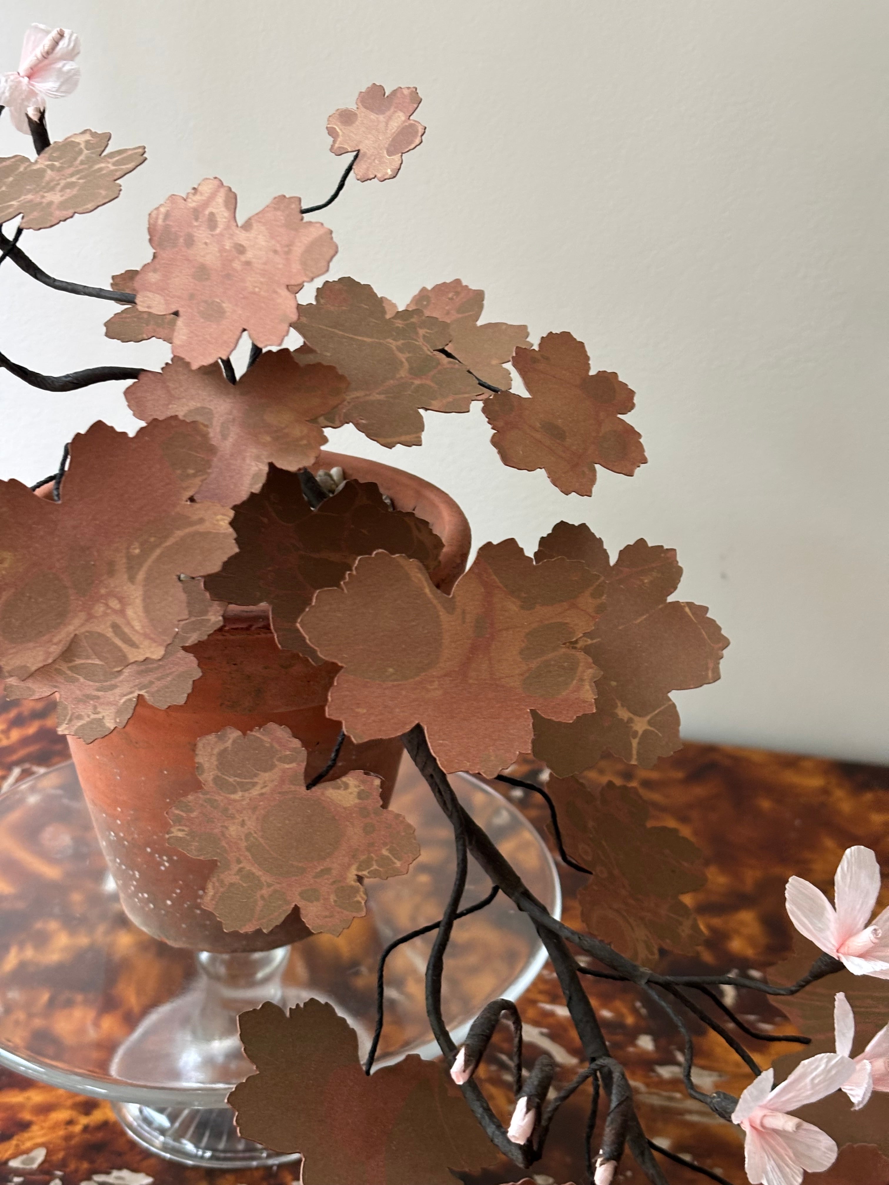 Paper Geranium, trailing