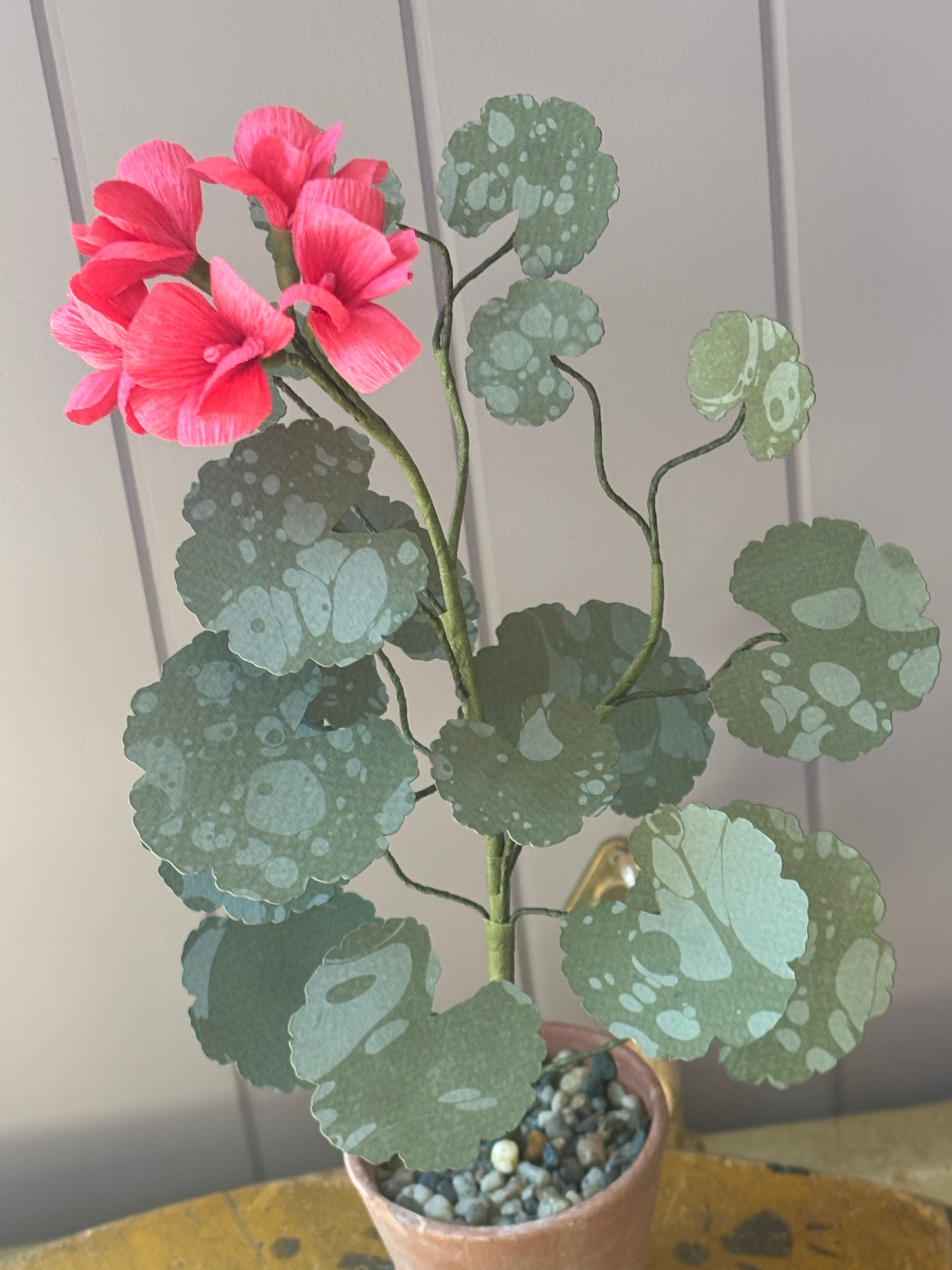 Paper geranium