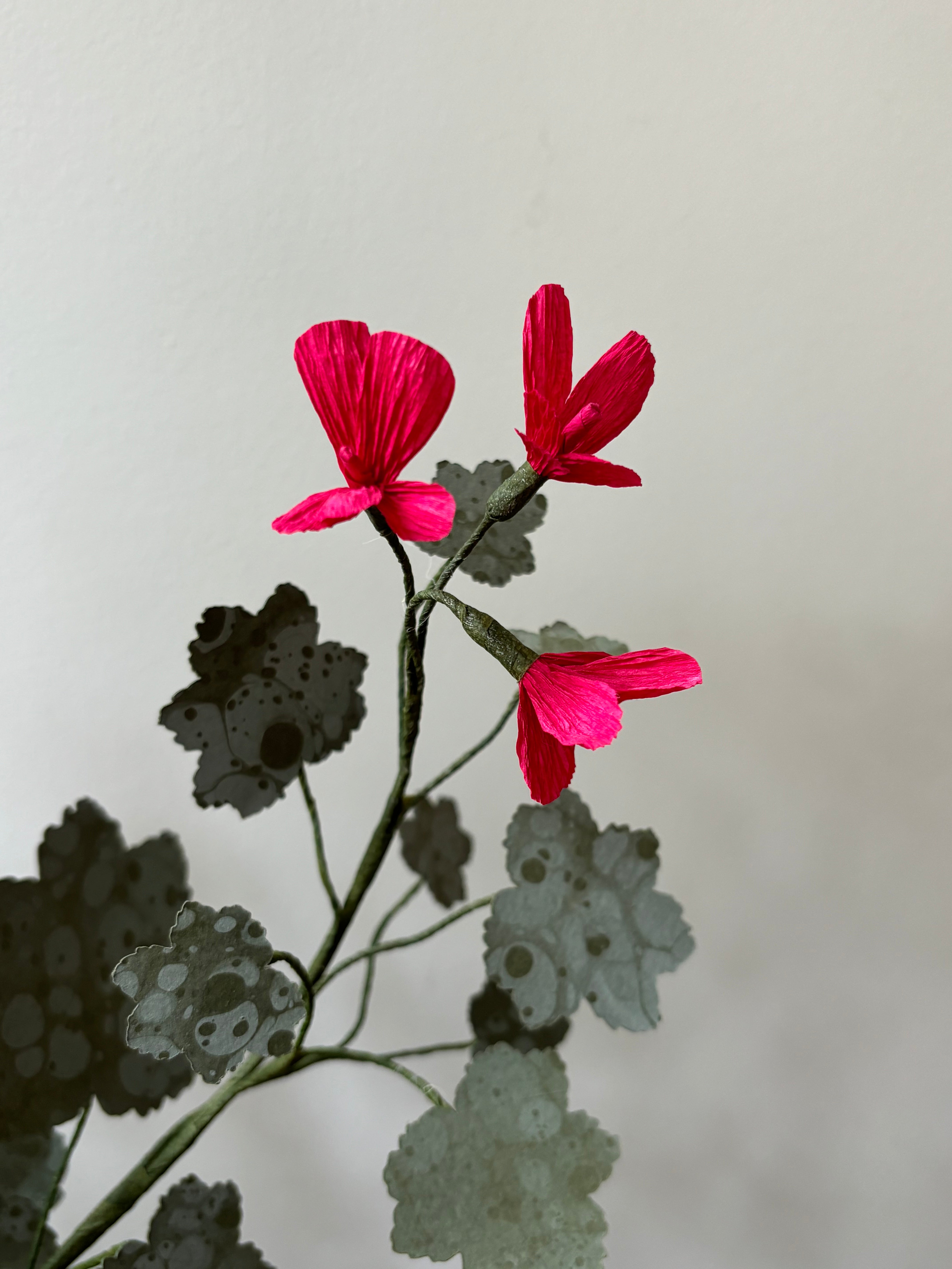 Paper Geranium