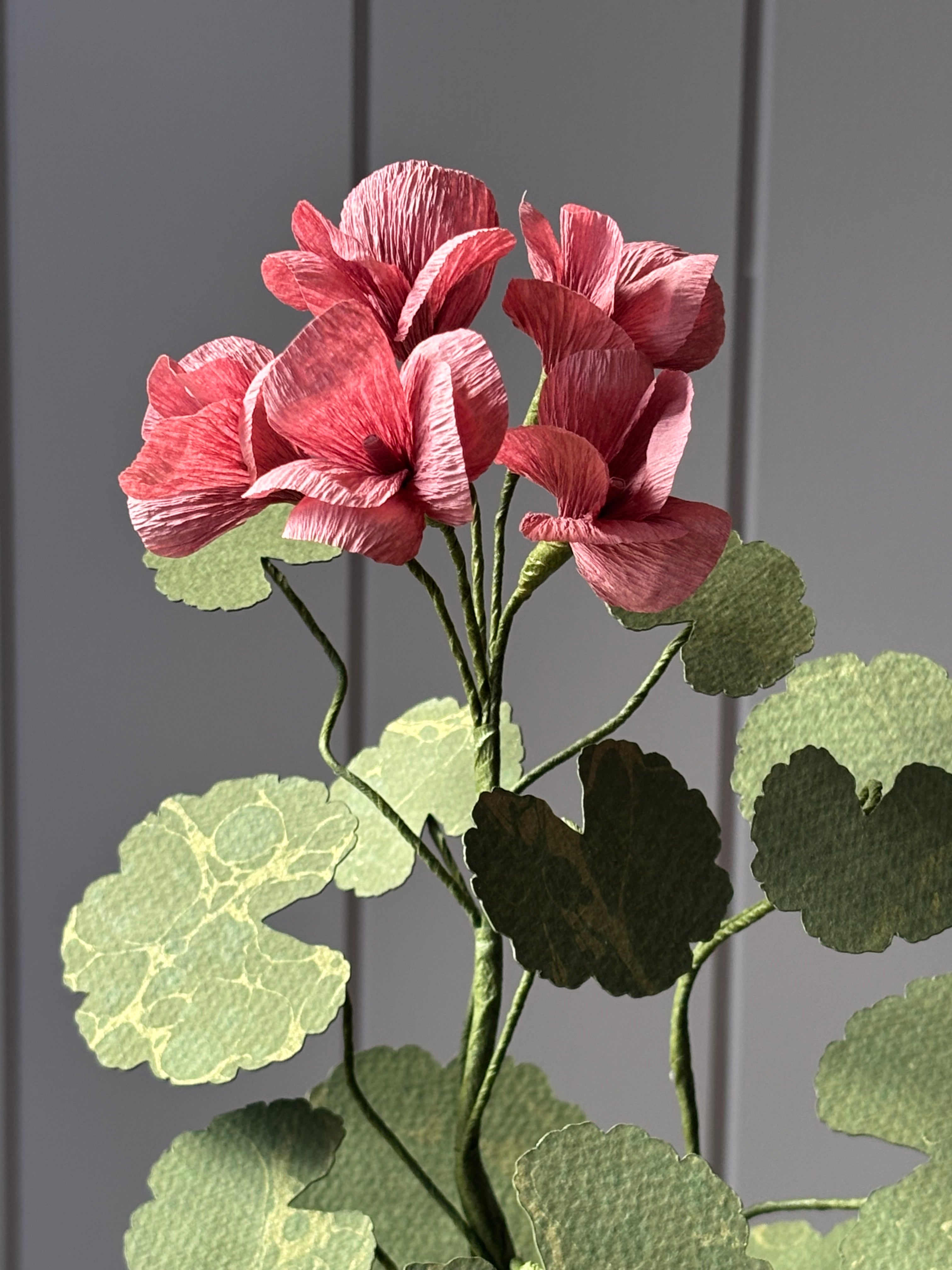 Paper Geranium
