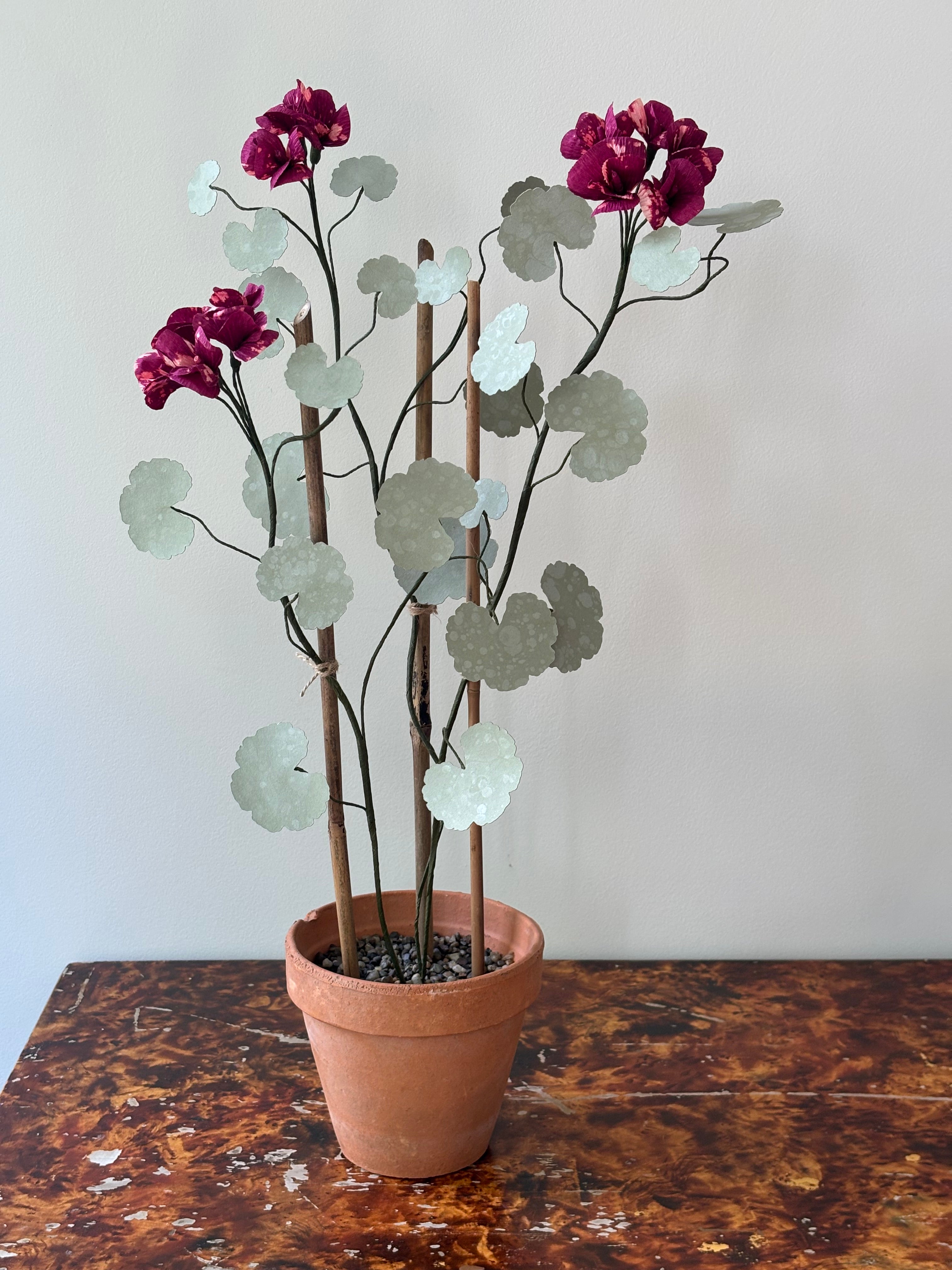 Paper Geranium